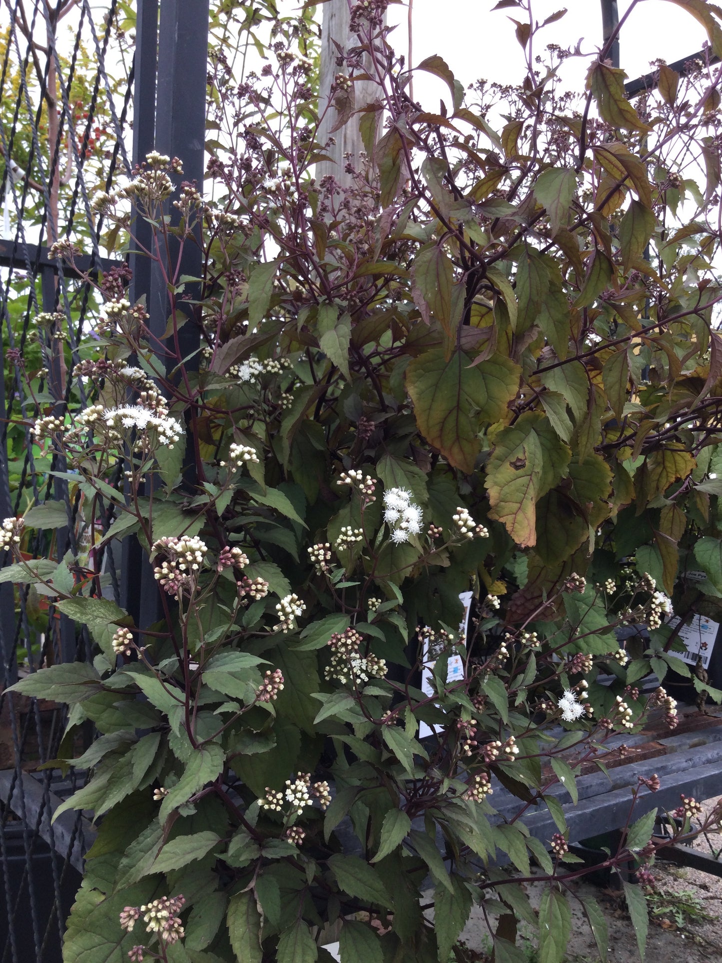 Eupatorium Chocolate 1g
