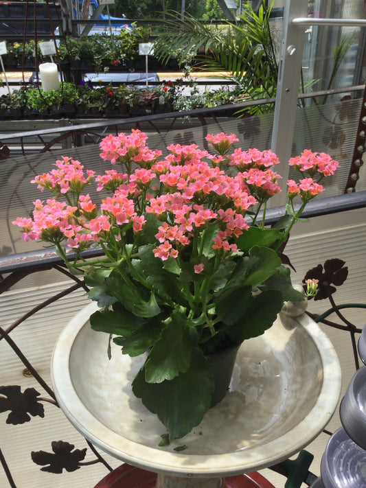 6' Kalanchoe