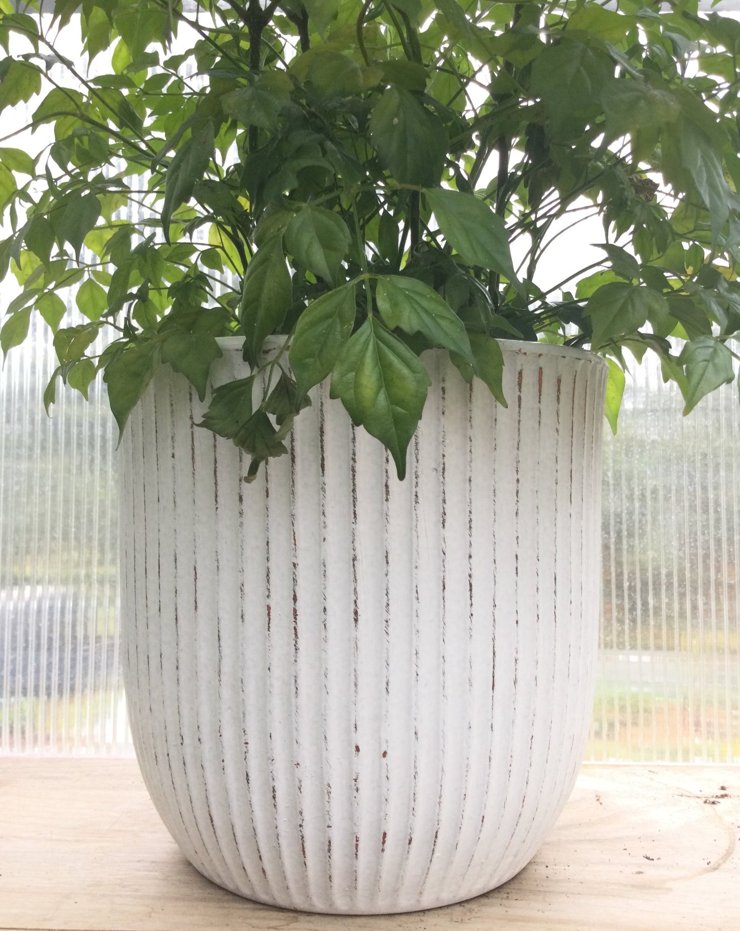 Antique drop in pot 8' WH