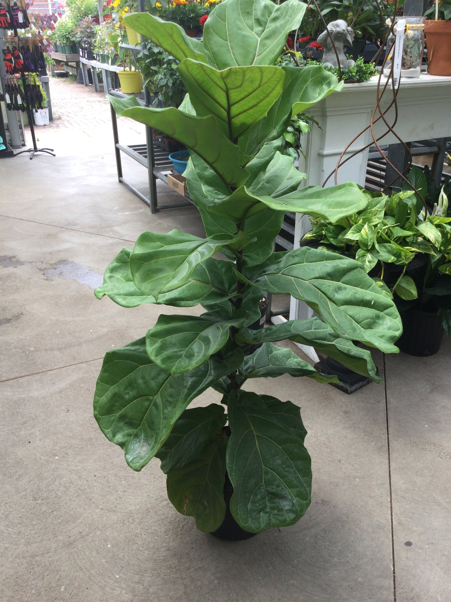 10' Lyrata