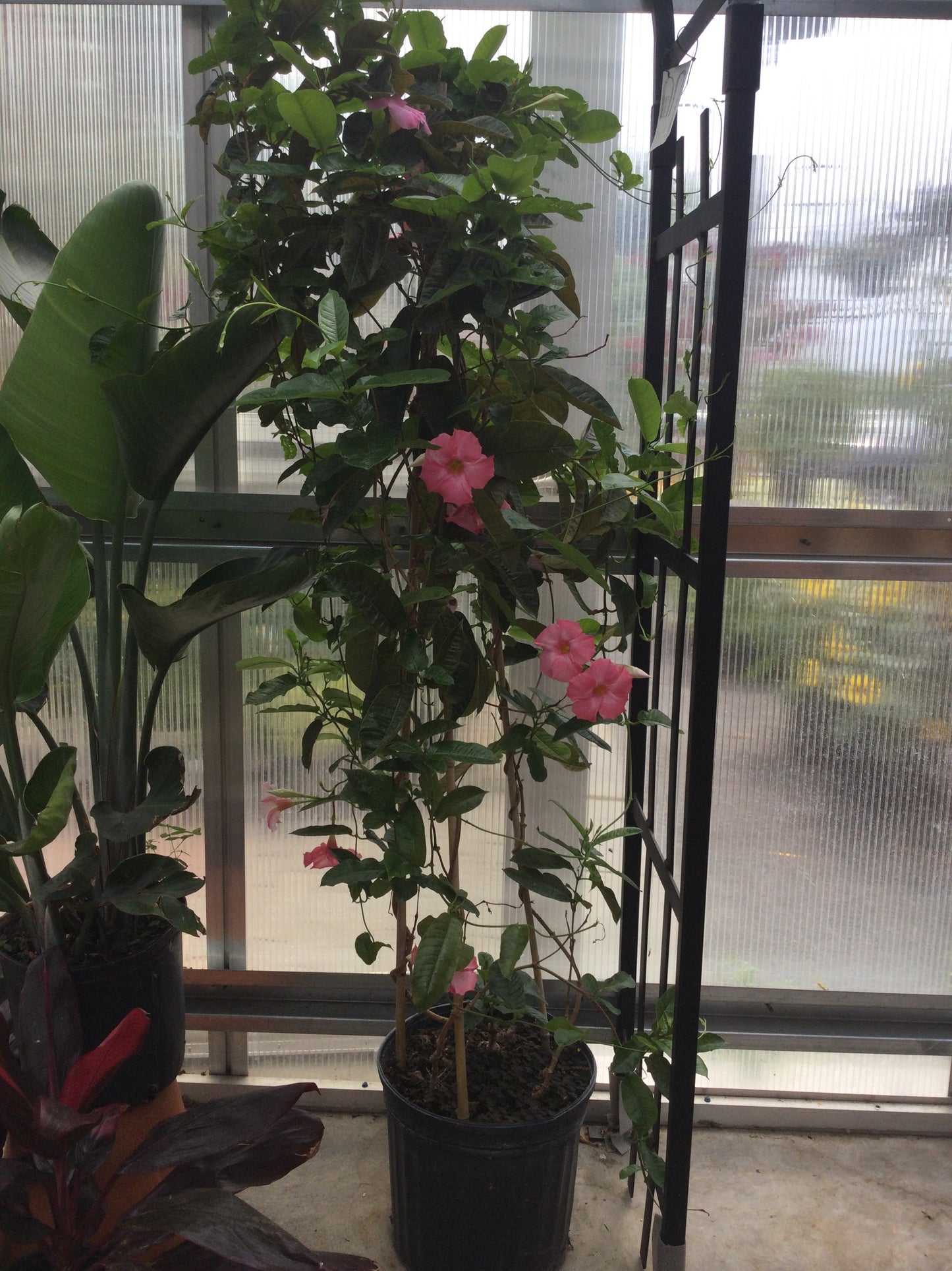 12" Mandevilla Teepee