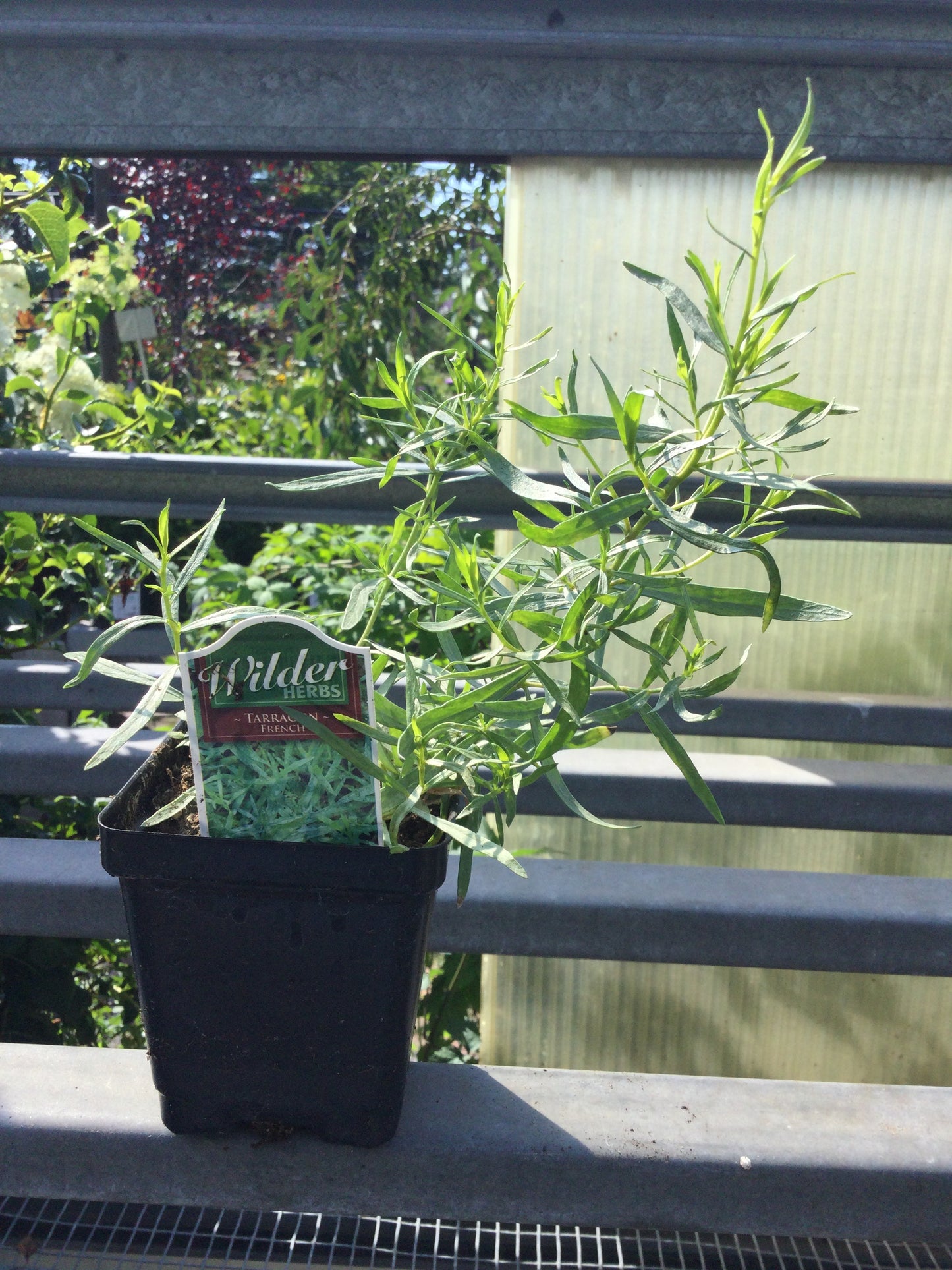 Wilders 3.5" Tarragon French