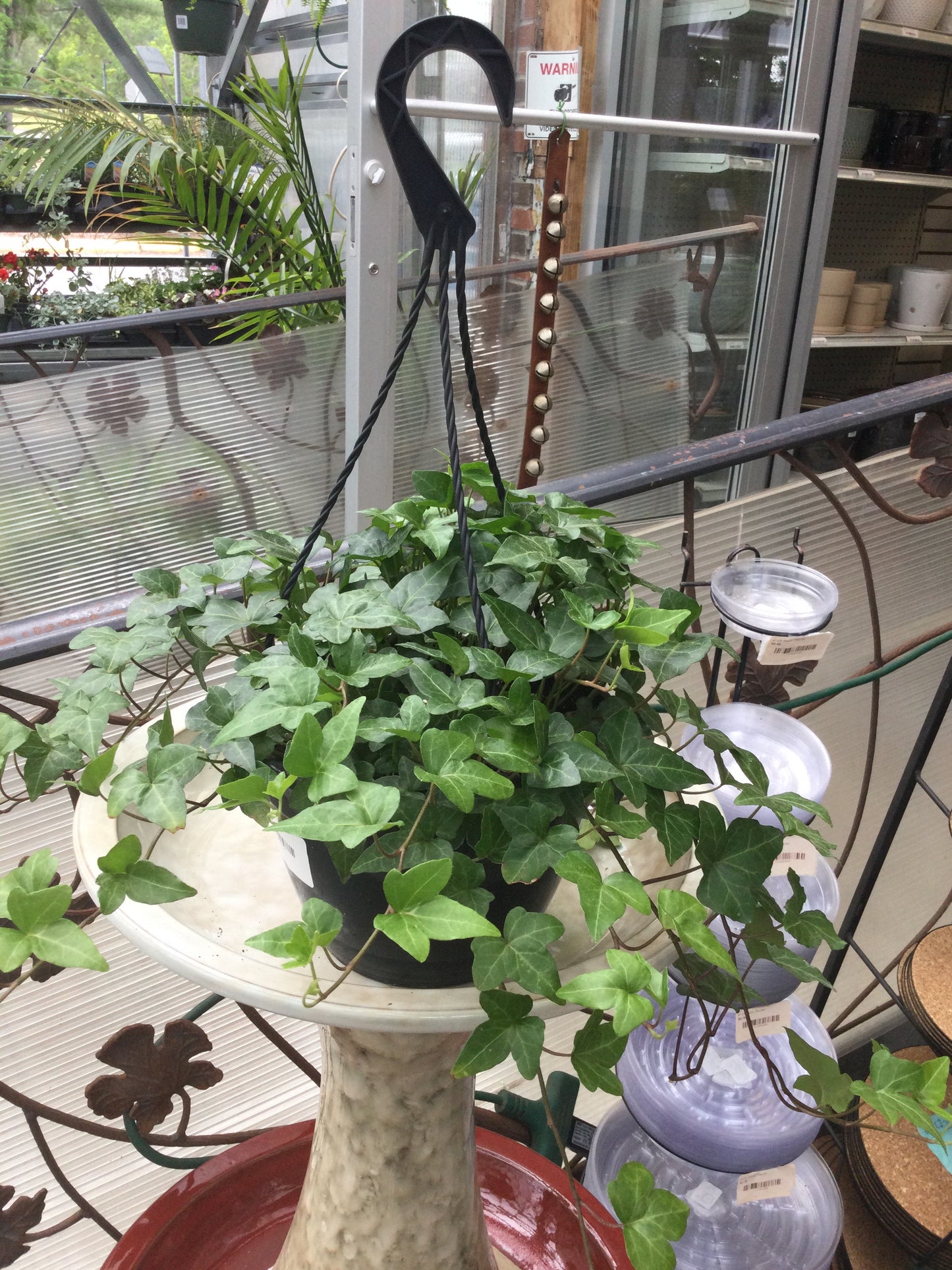 8' Hanging Ivy