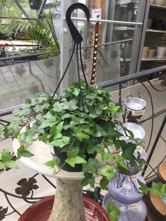 8' Hanging Ivy