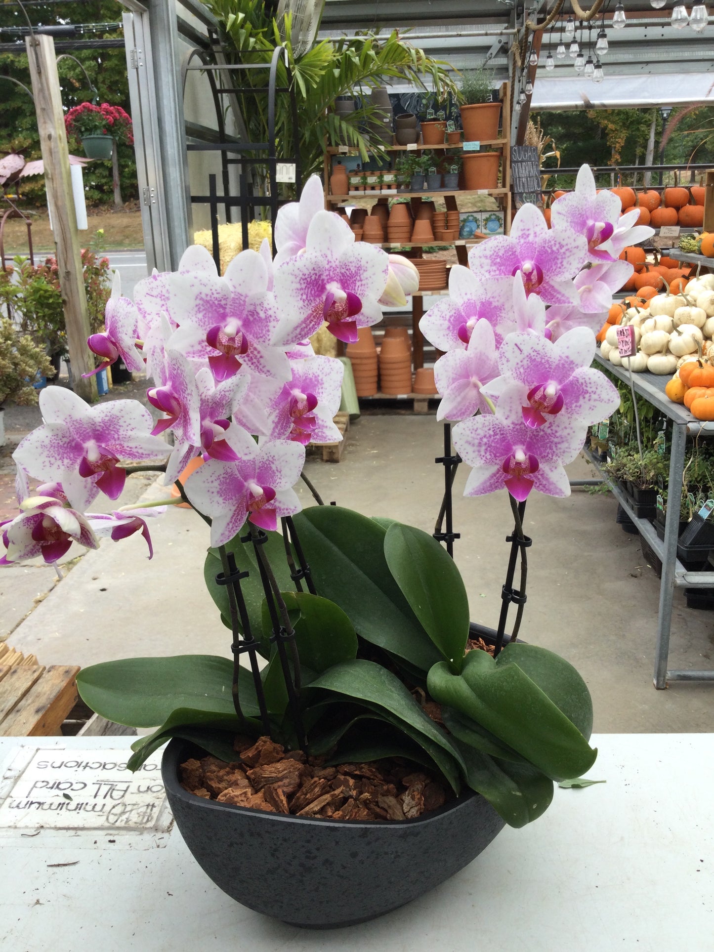 Orchid centerpiece 12'