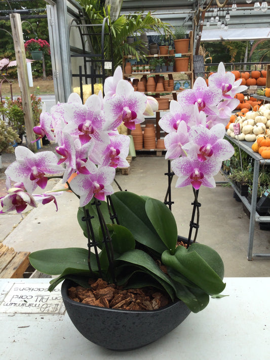 Orchid centerpiece 12'