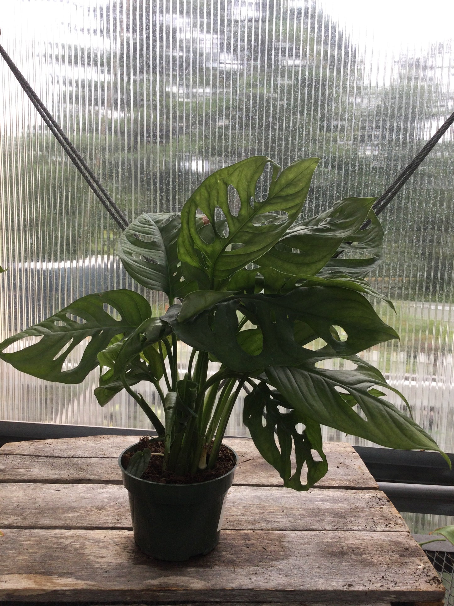 4' swiss cheese monstera