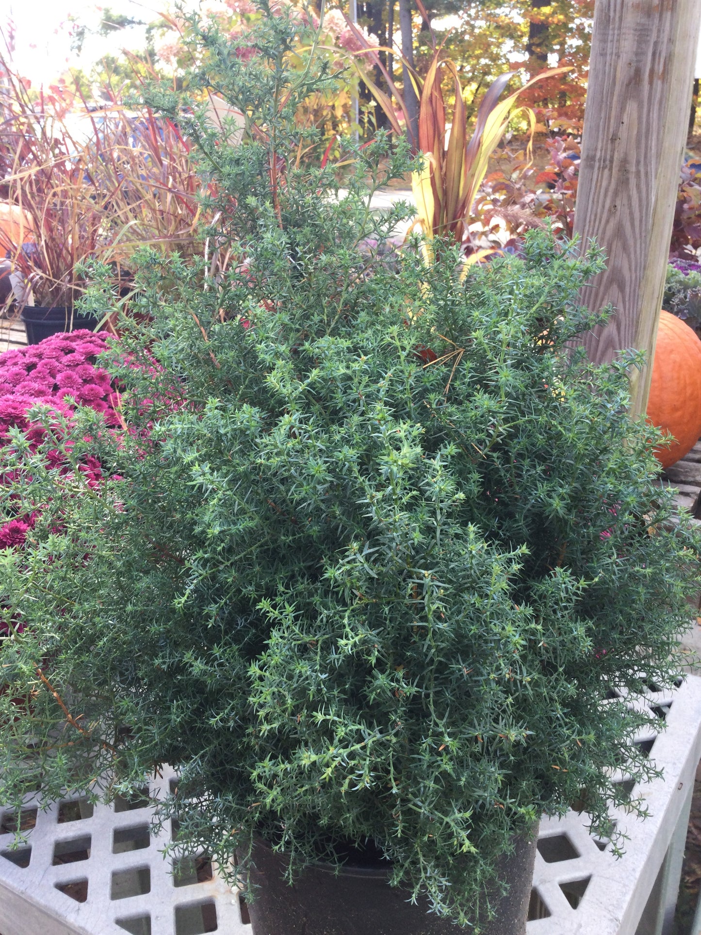 CHAMAECYPARIS OBTUSA `BLUE FEATHERS 2g