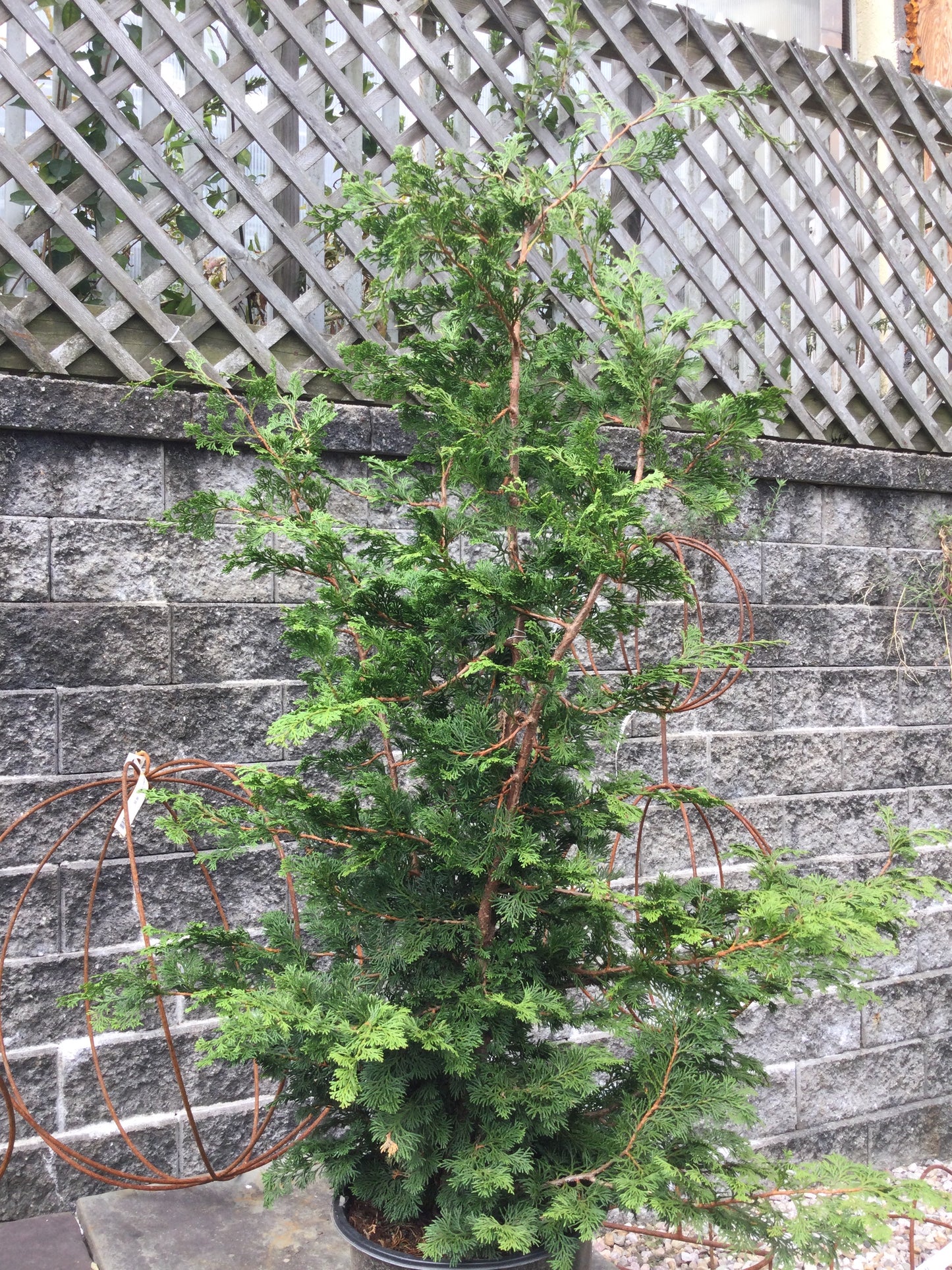 CHAMAECYPARIS OBTUSA WELLS SPECIAL 3g