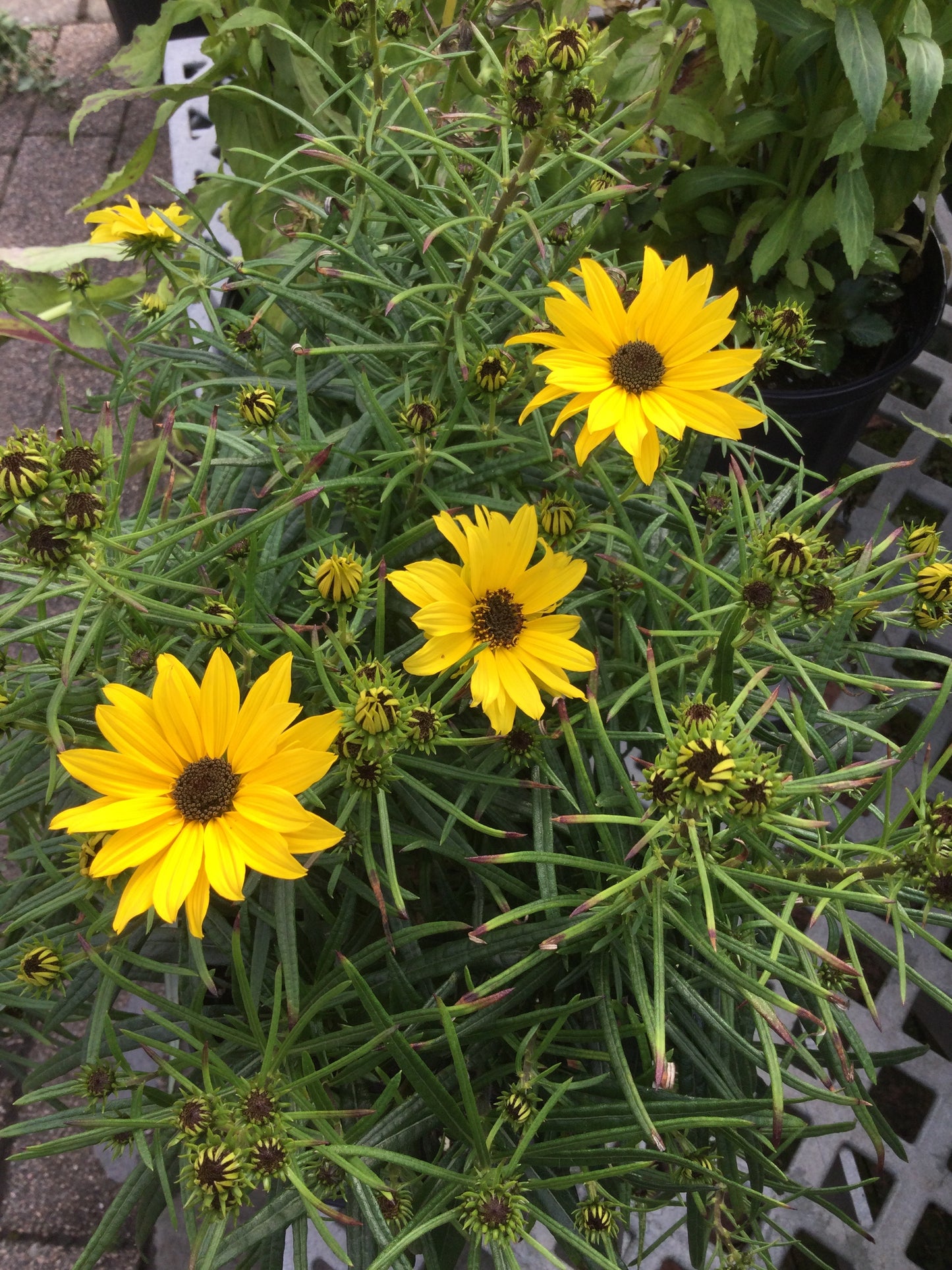 Helianthus Autumn Gold 1g