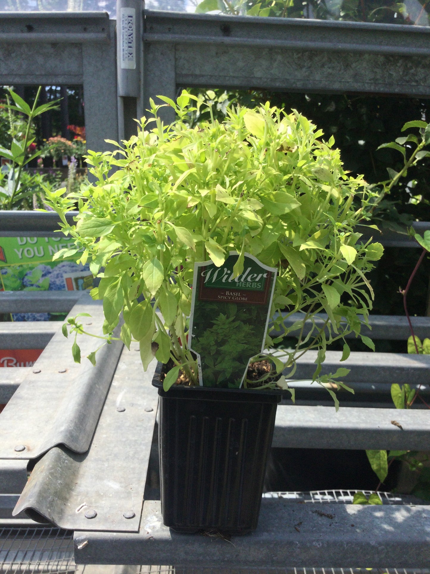 Wilders 3.5' Basil Spicy Globe