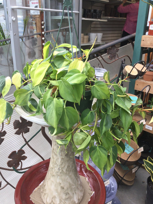 6' philodendron Brazil