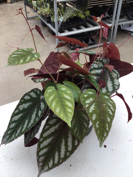 Cissus 6'
