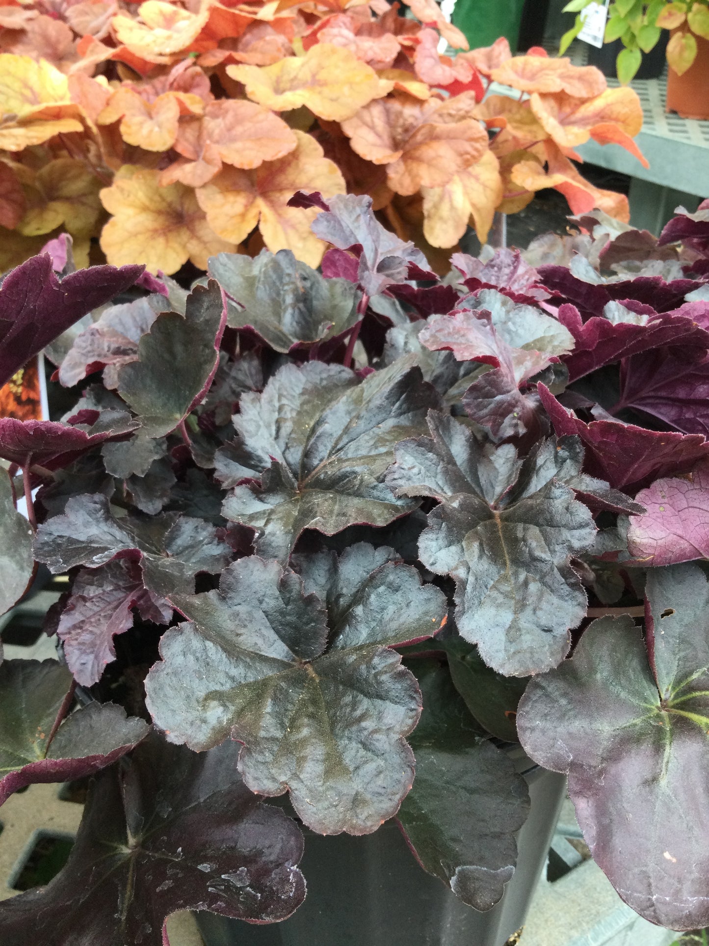Heuchera Obsidian 1g