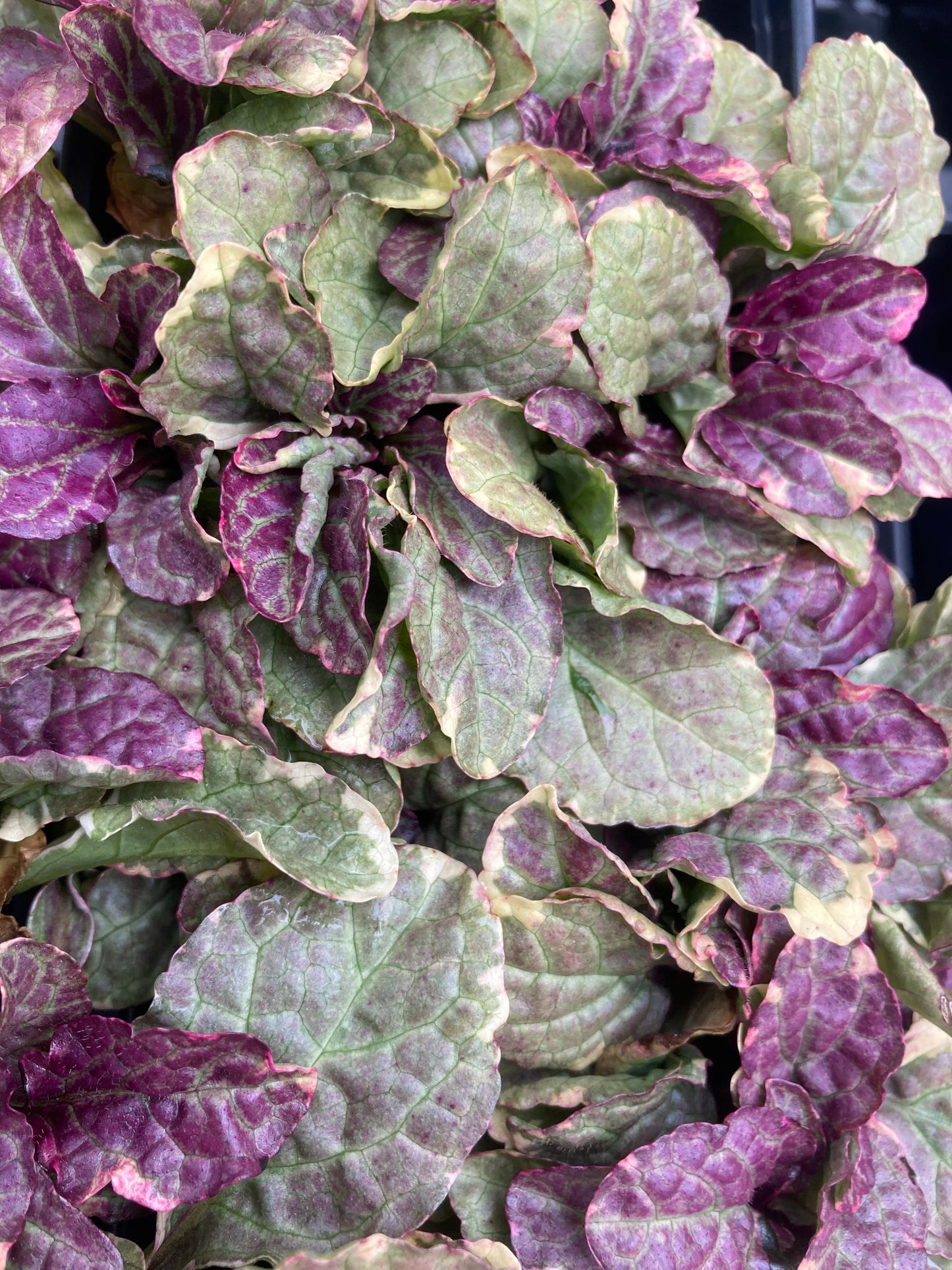 Ajuga burg glow quart