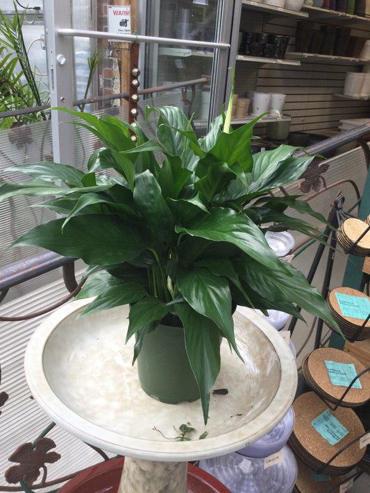 6' Spathiphyllum