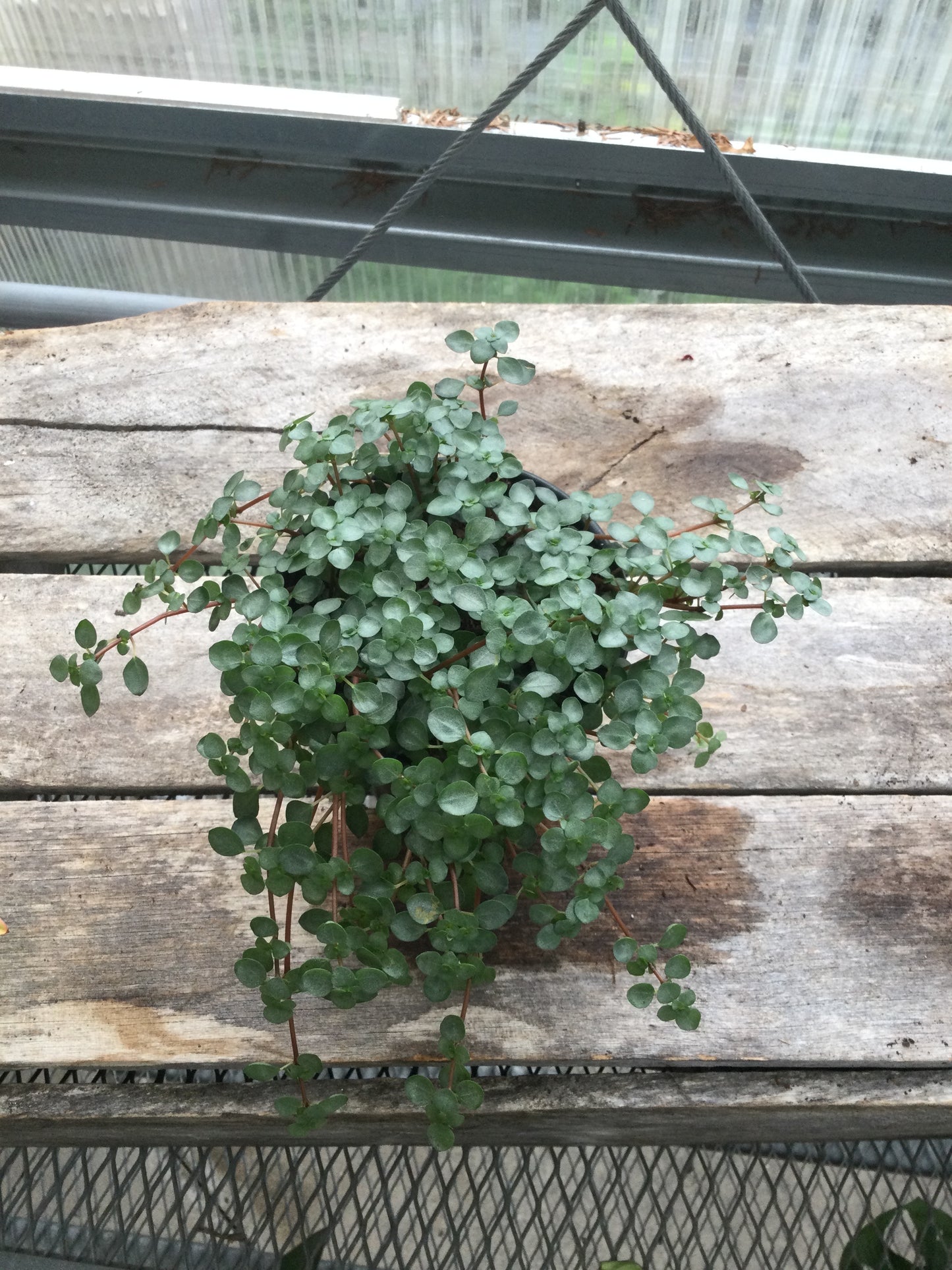 pilea