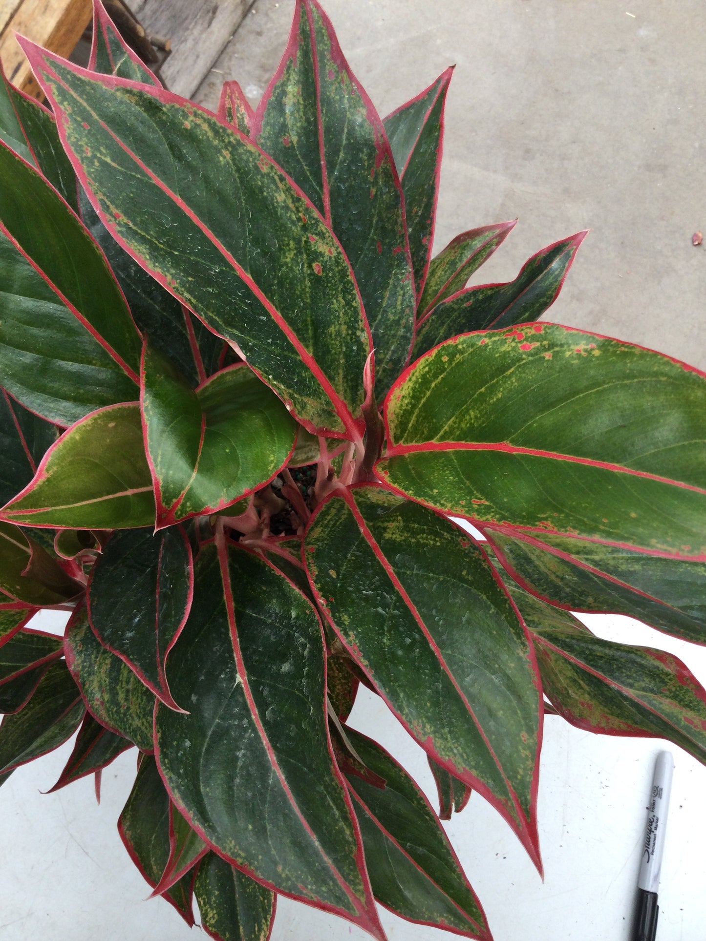 Aglaonema red 6"