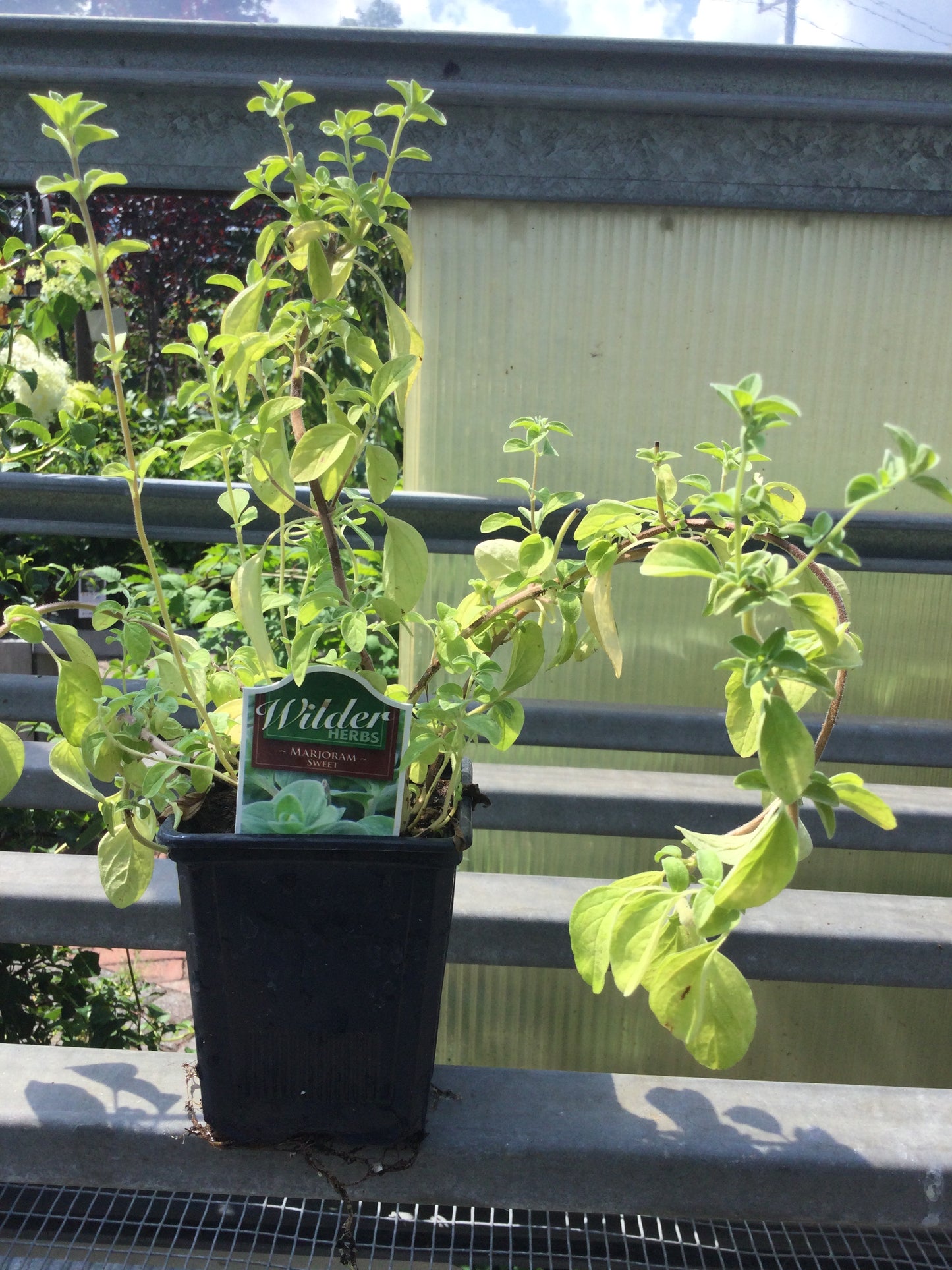 Wilders 3.5" Marjoram Sweet
