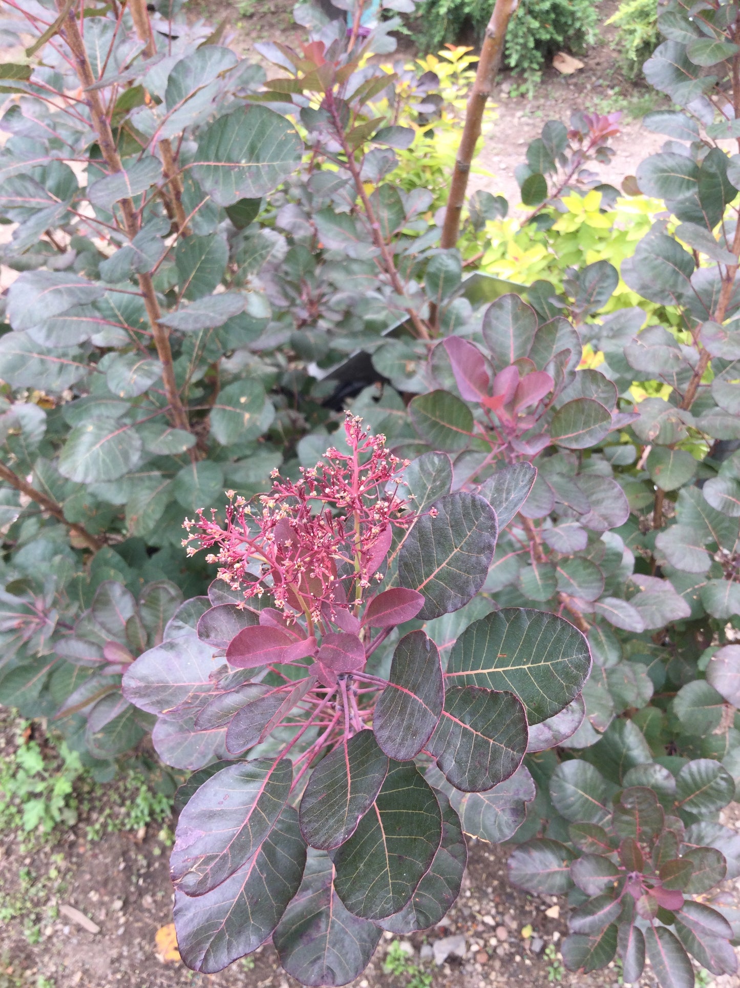 COTINUS COGGYGRIA `THE VELVET FOG 3
