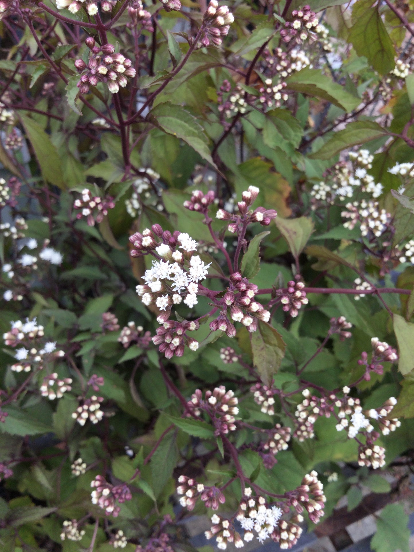 Eupatorium Chocolate 1g