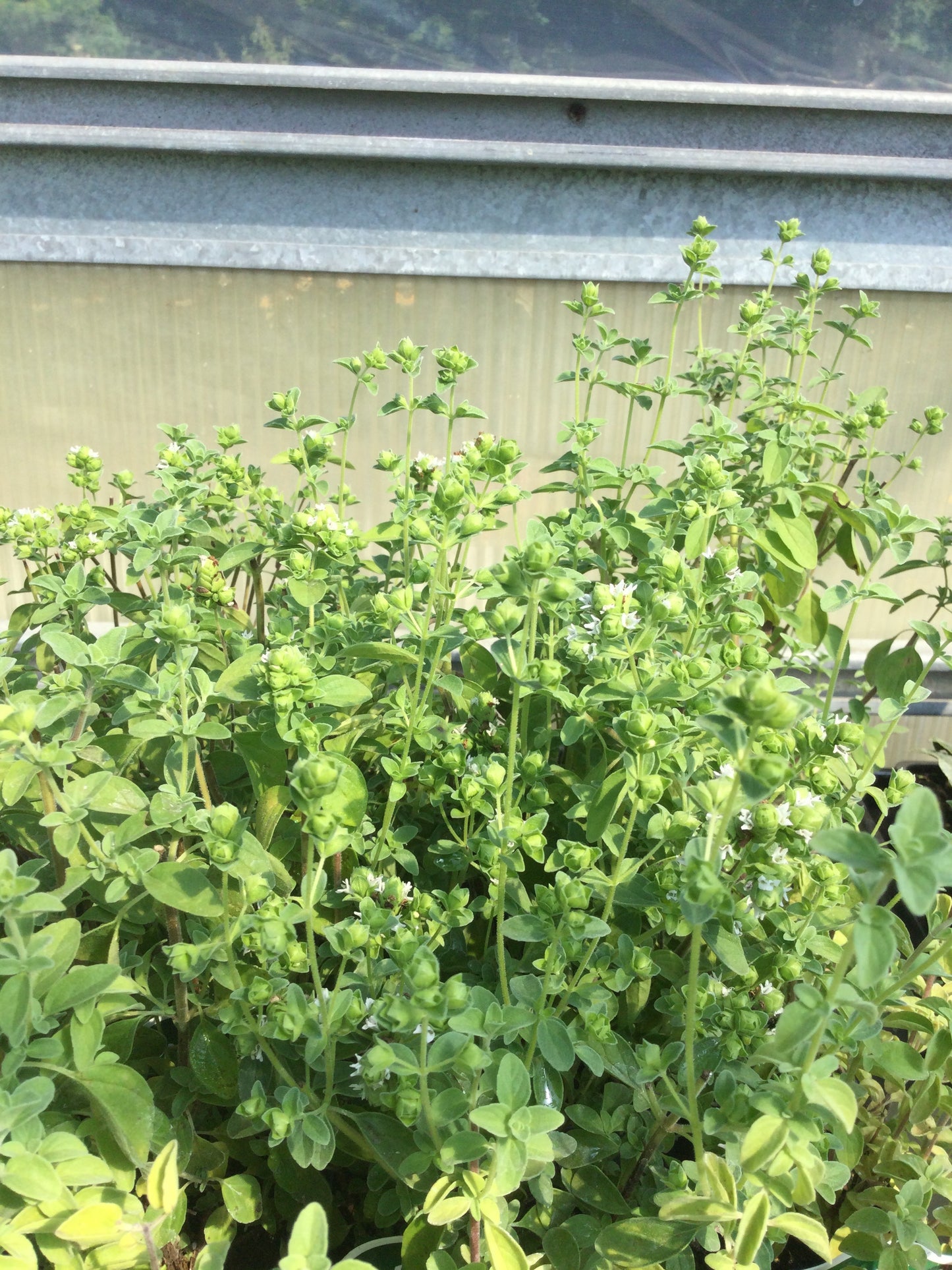 Wilders 3.5' Oregano Italian