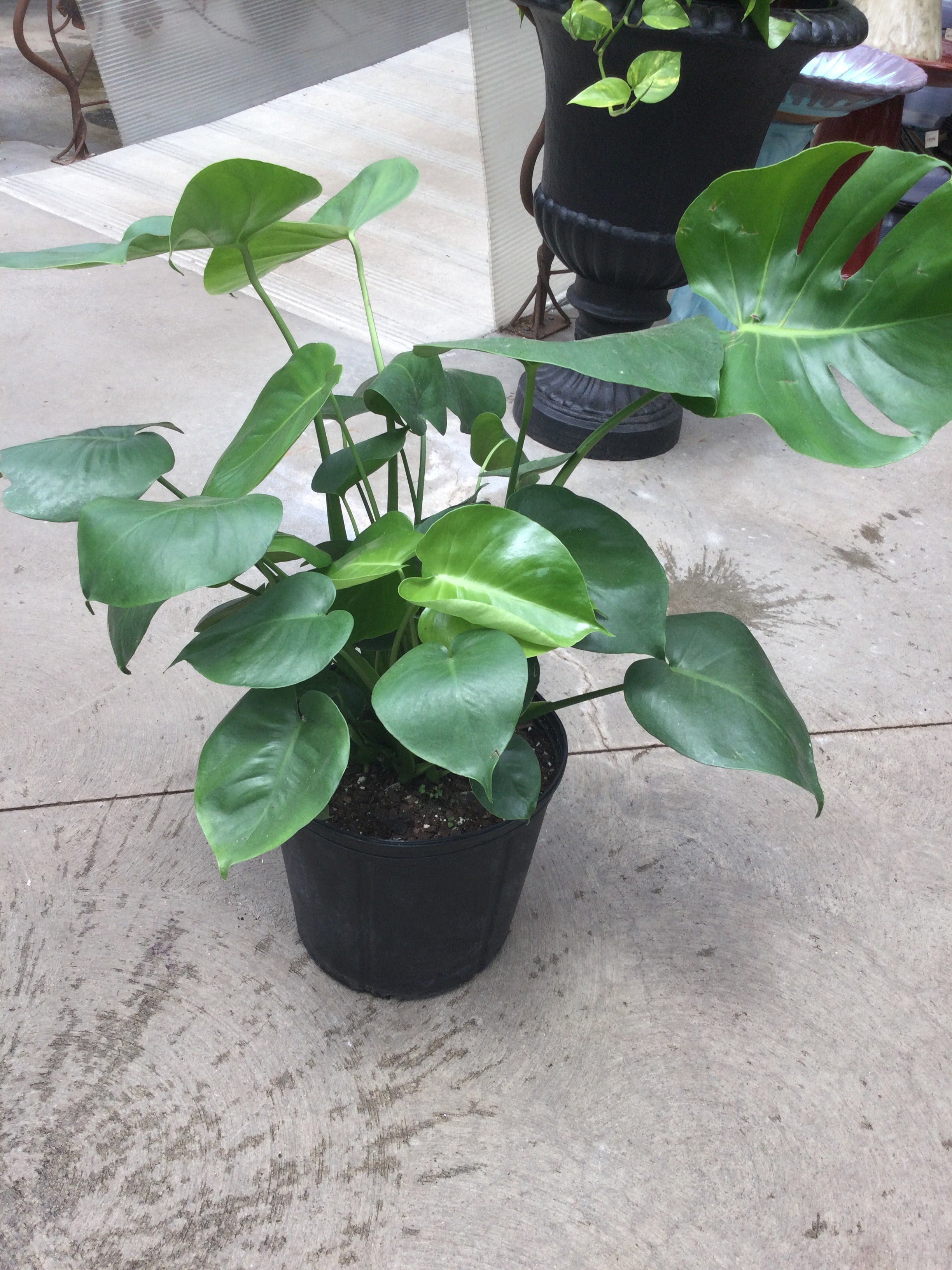 10 inch monstera deliciosa 10' monstera – Bosco's Garden Center