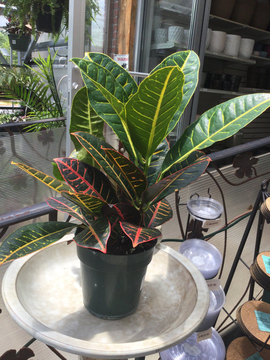 6' croton