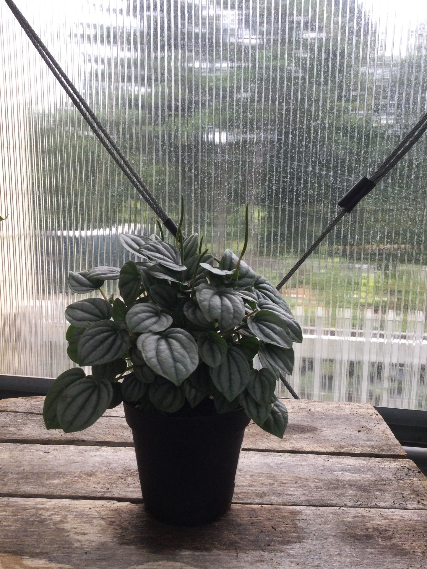 4' Peperomia frost