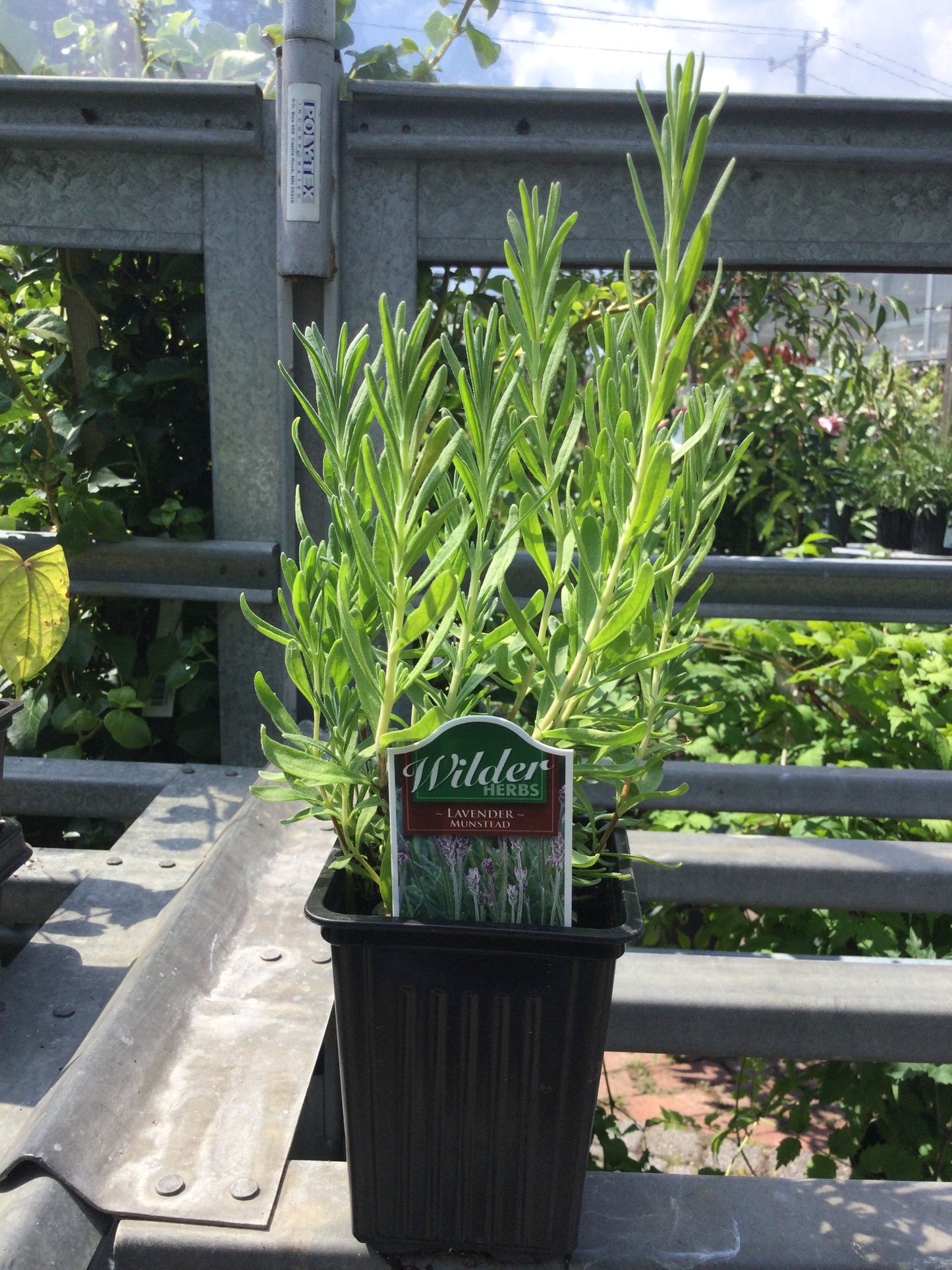 Wilders 3.5' Lavender Munstead