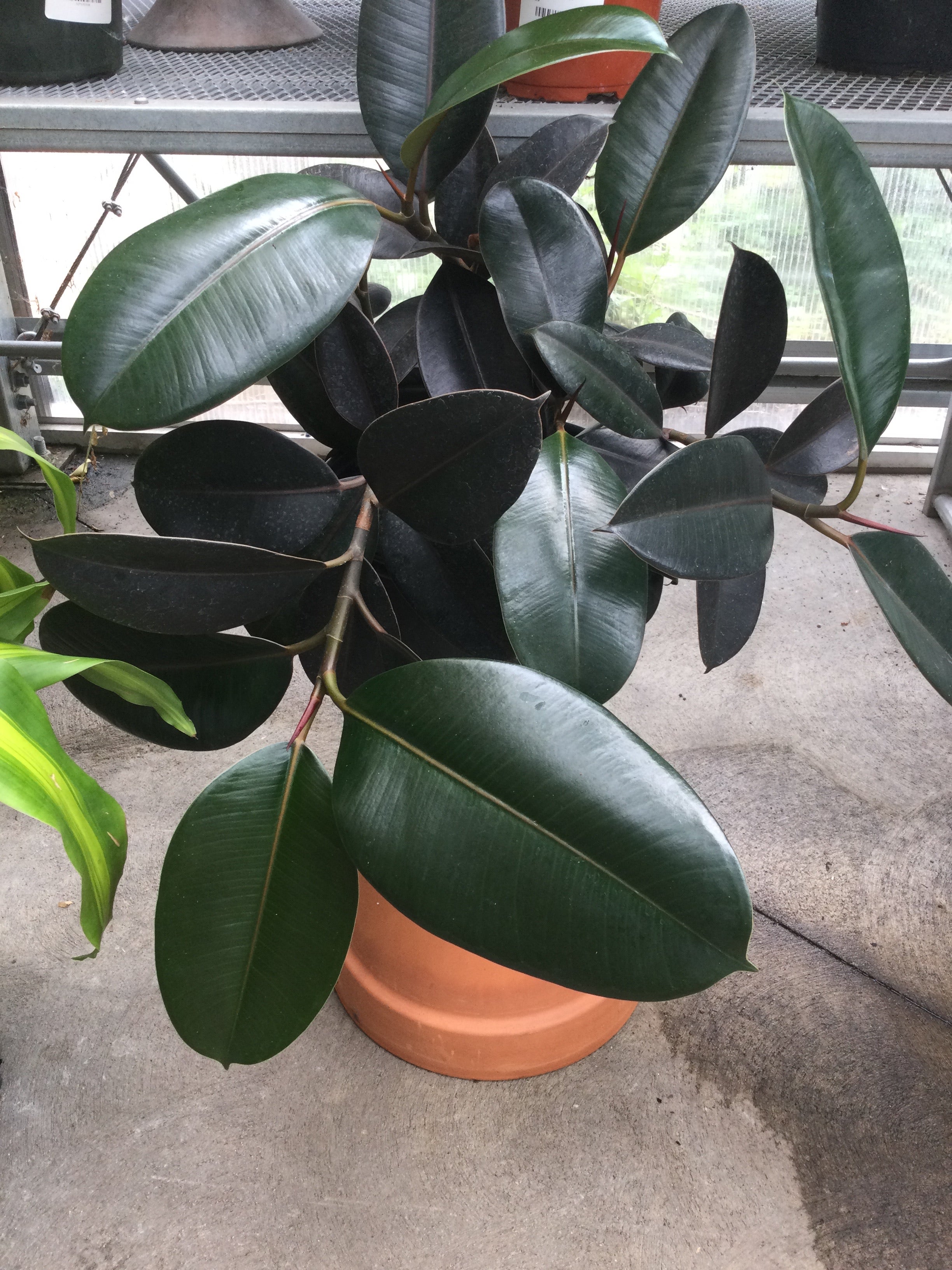leggy rubber tree plant 10' Rubber Tree Plant – Bosco's Garden Center