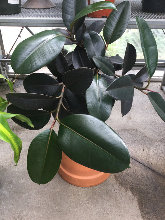 10' Rubber Tree Plant