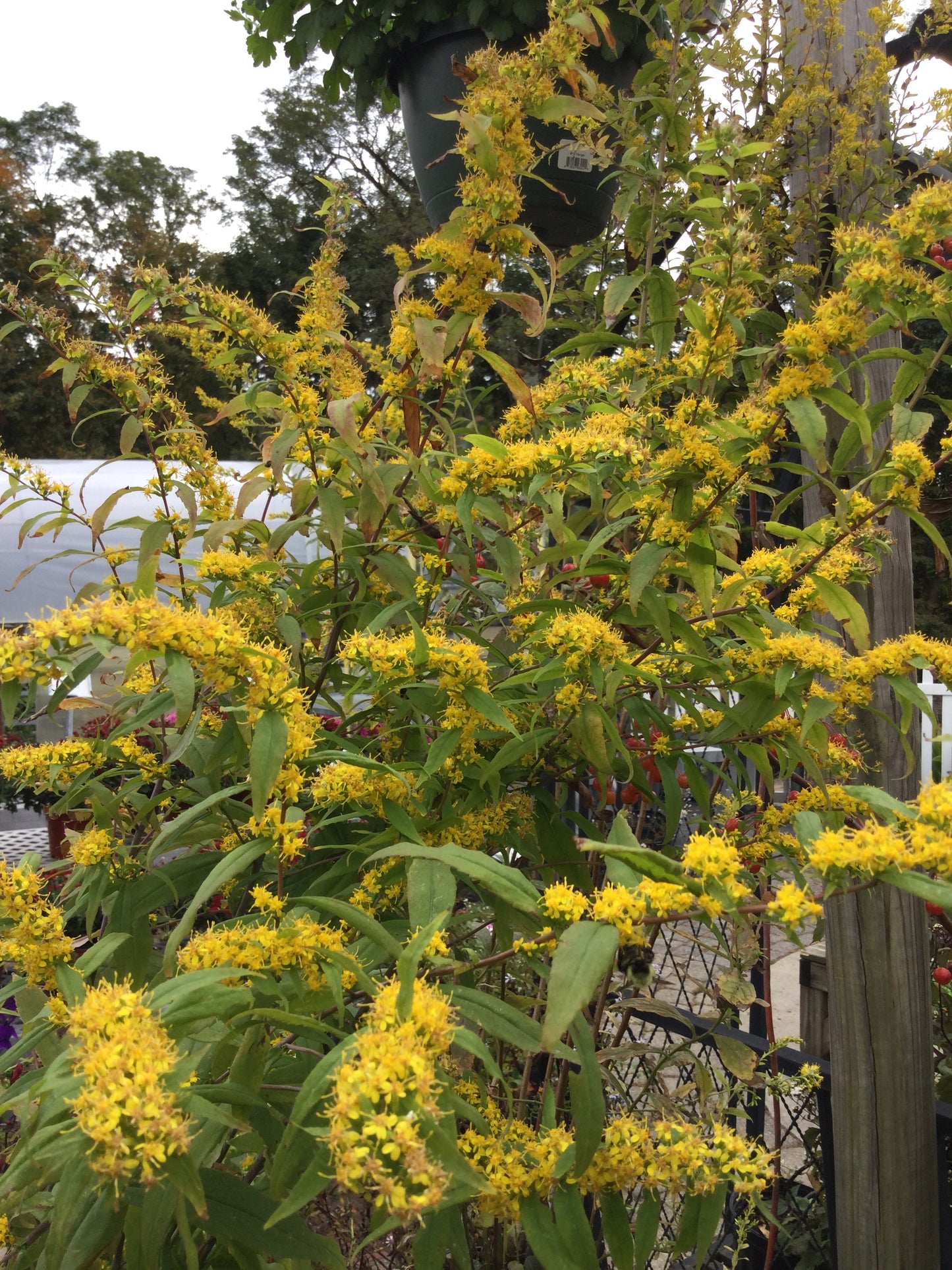SOLIDAGO caesia 1g