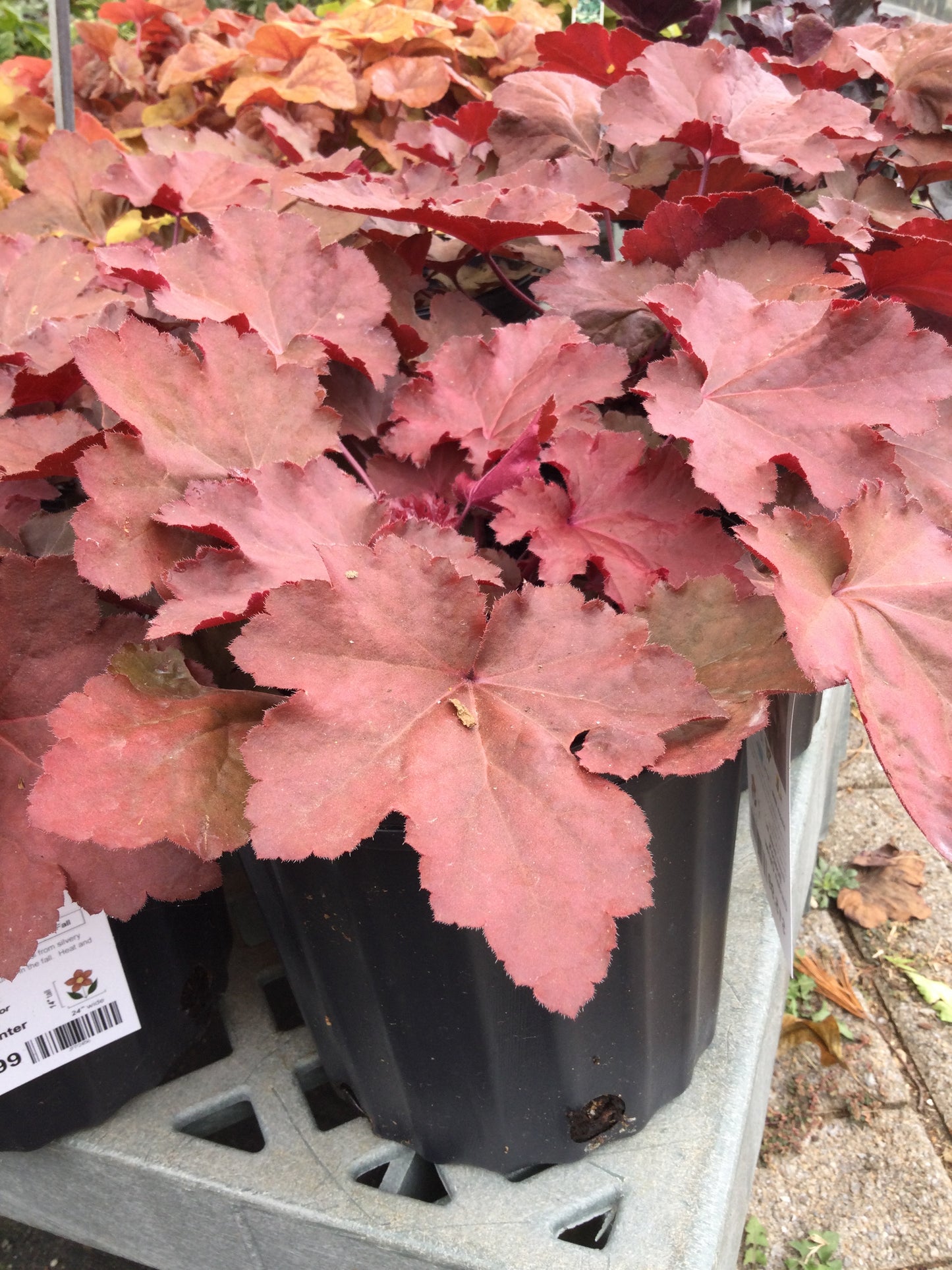 Heuchera Magma 1g