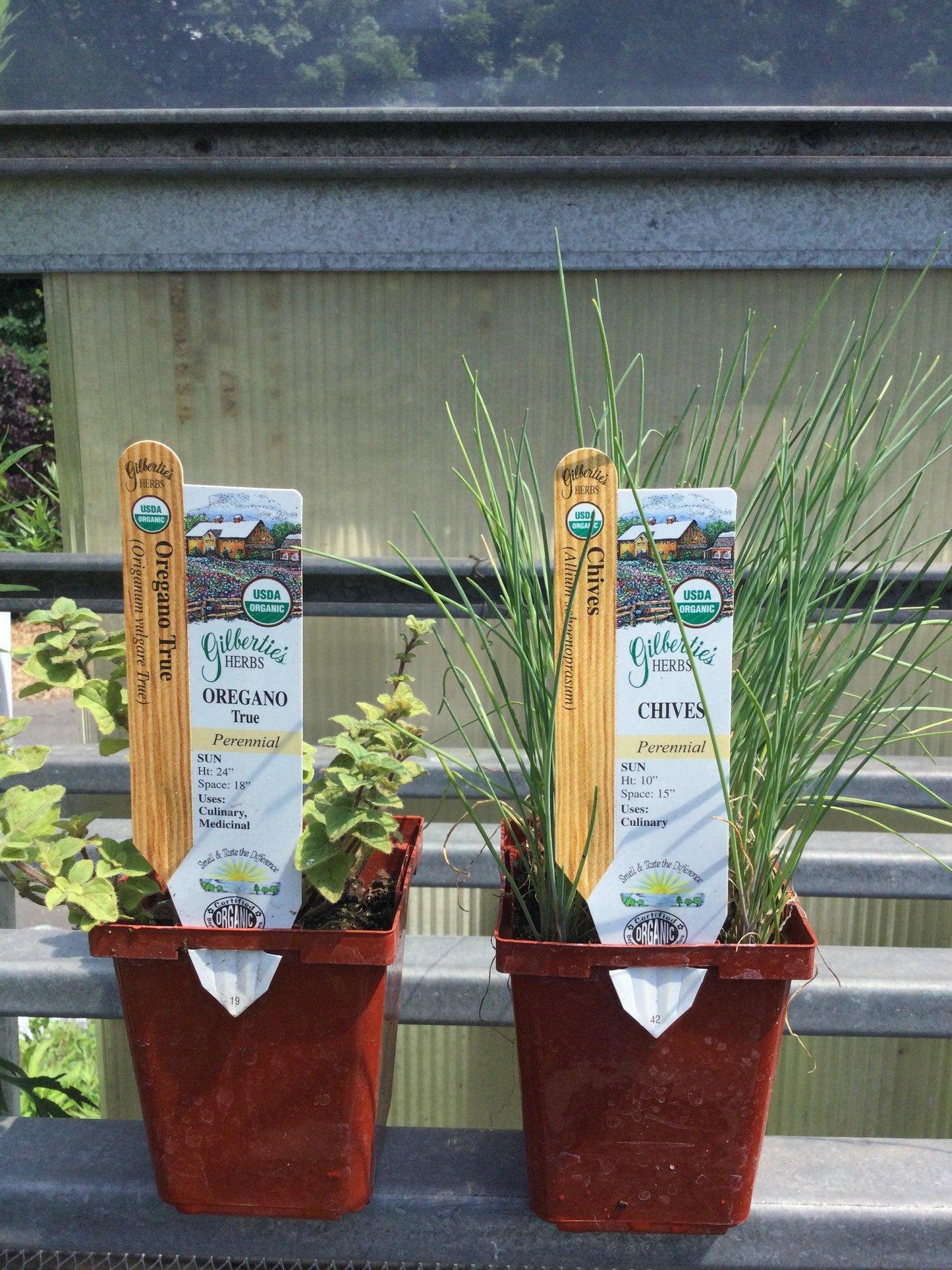 Gilbertie 4" Herbs
