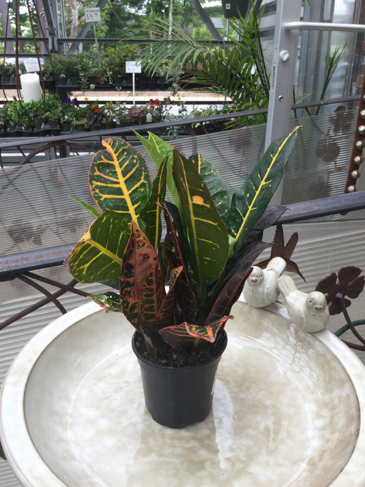 4' croton