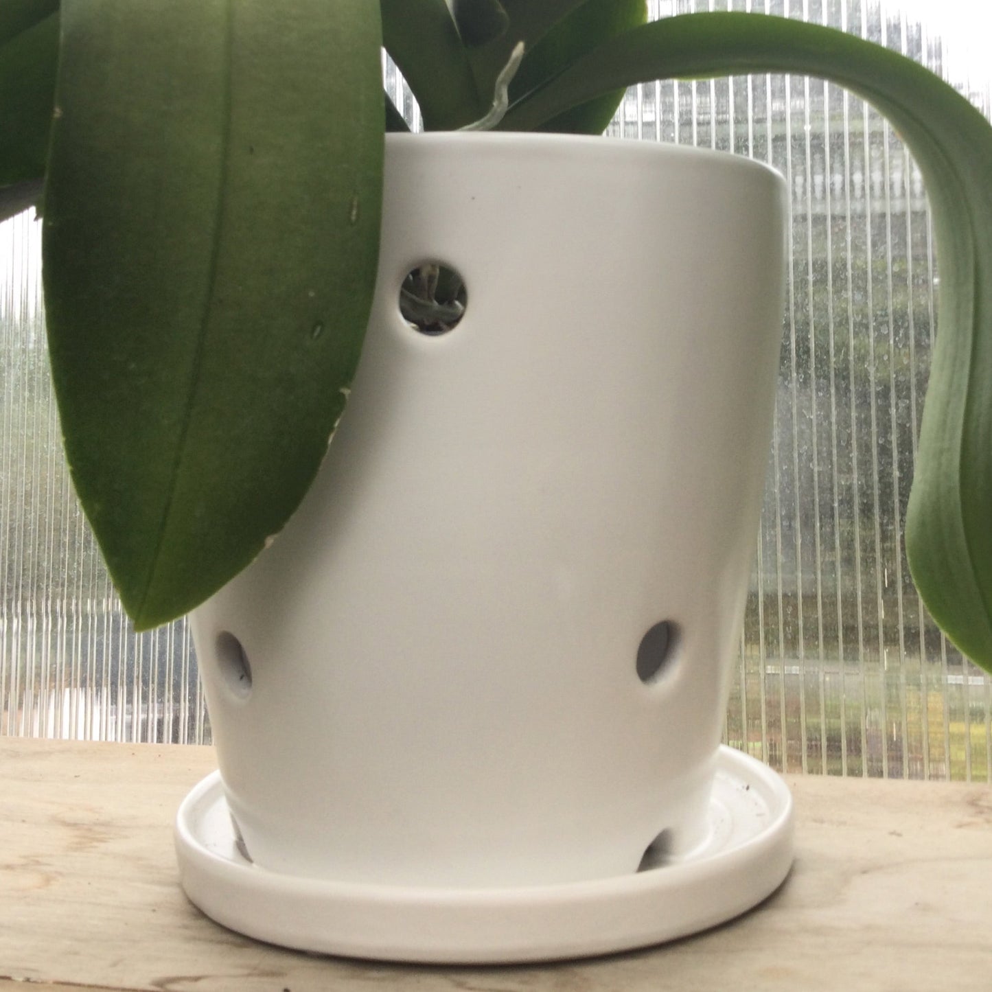 6.5' blk/white orchid pot