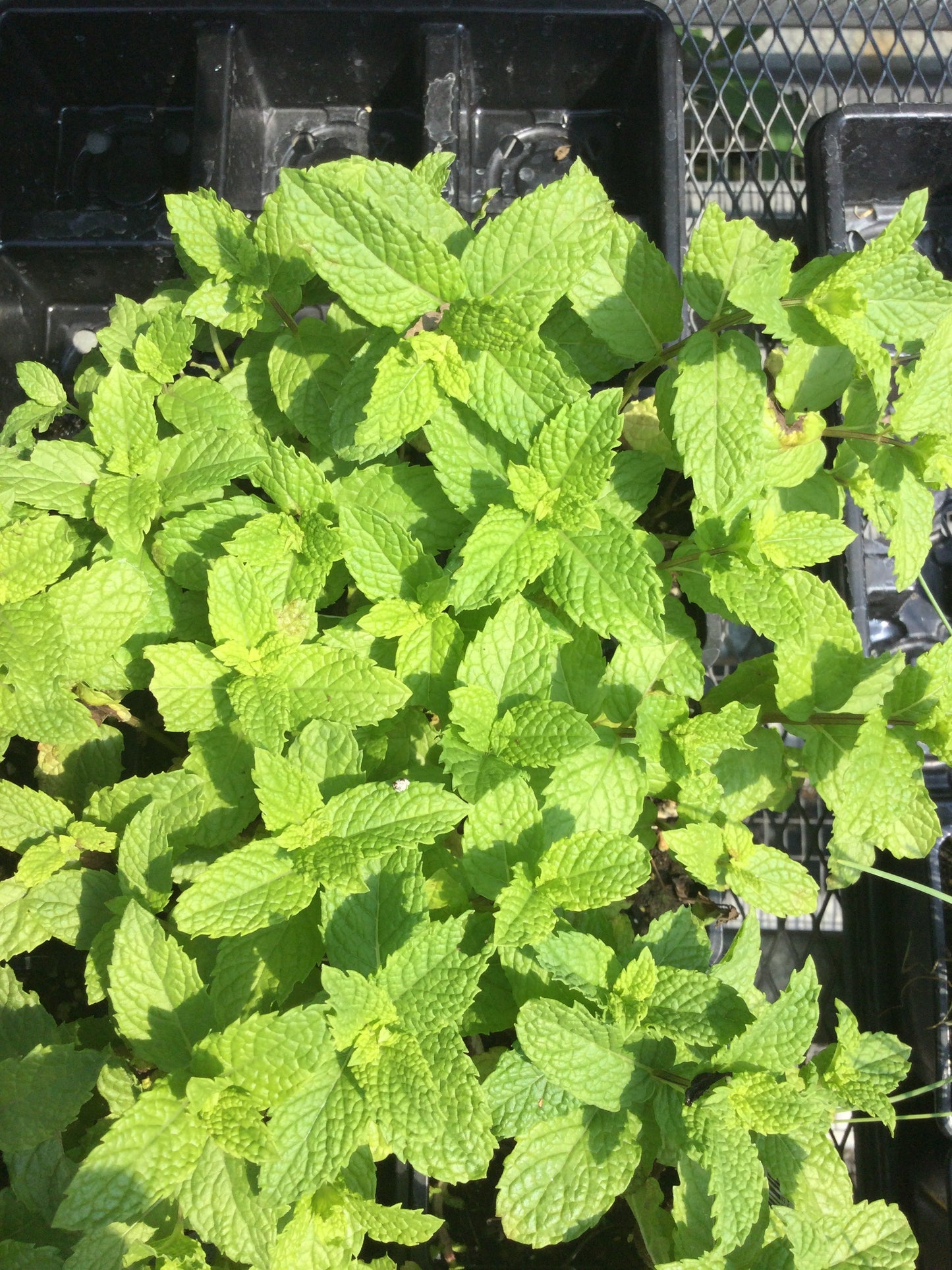 Wilders 3.5" Mint Mojito