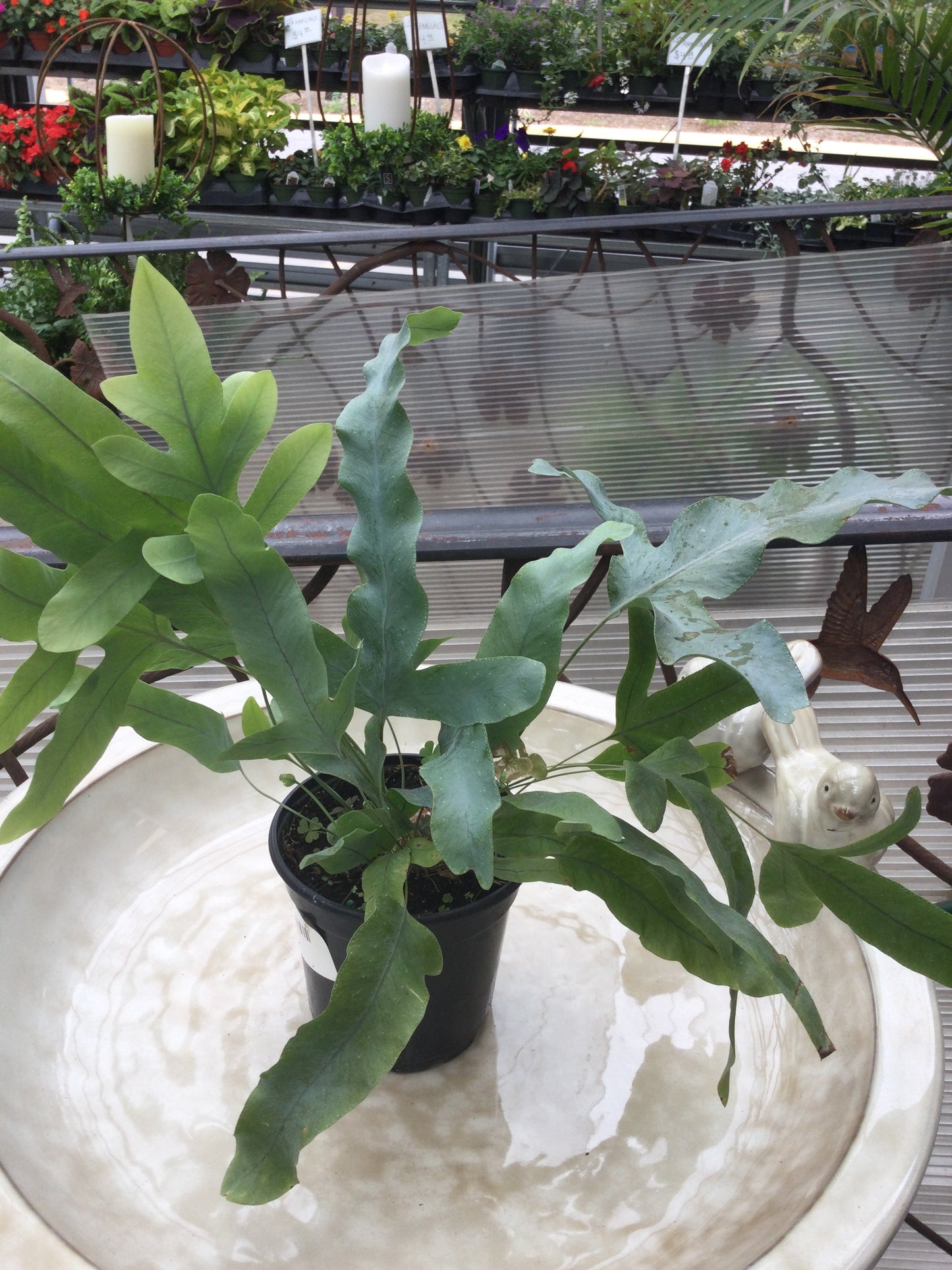 4' phlebodium blue star fern