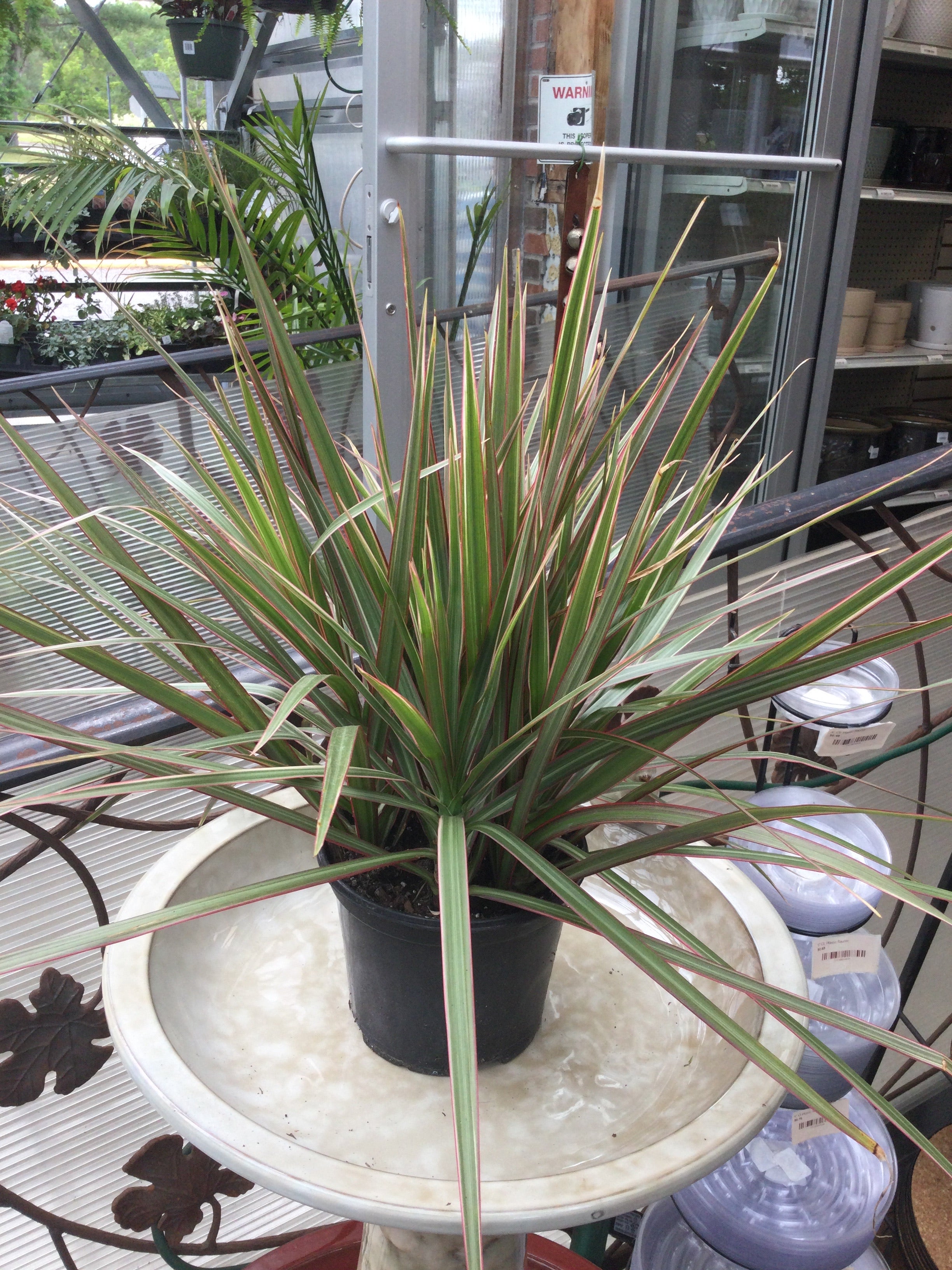 variegated dracaena marginata 6' Marginatta – Bosco's Garden Center