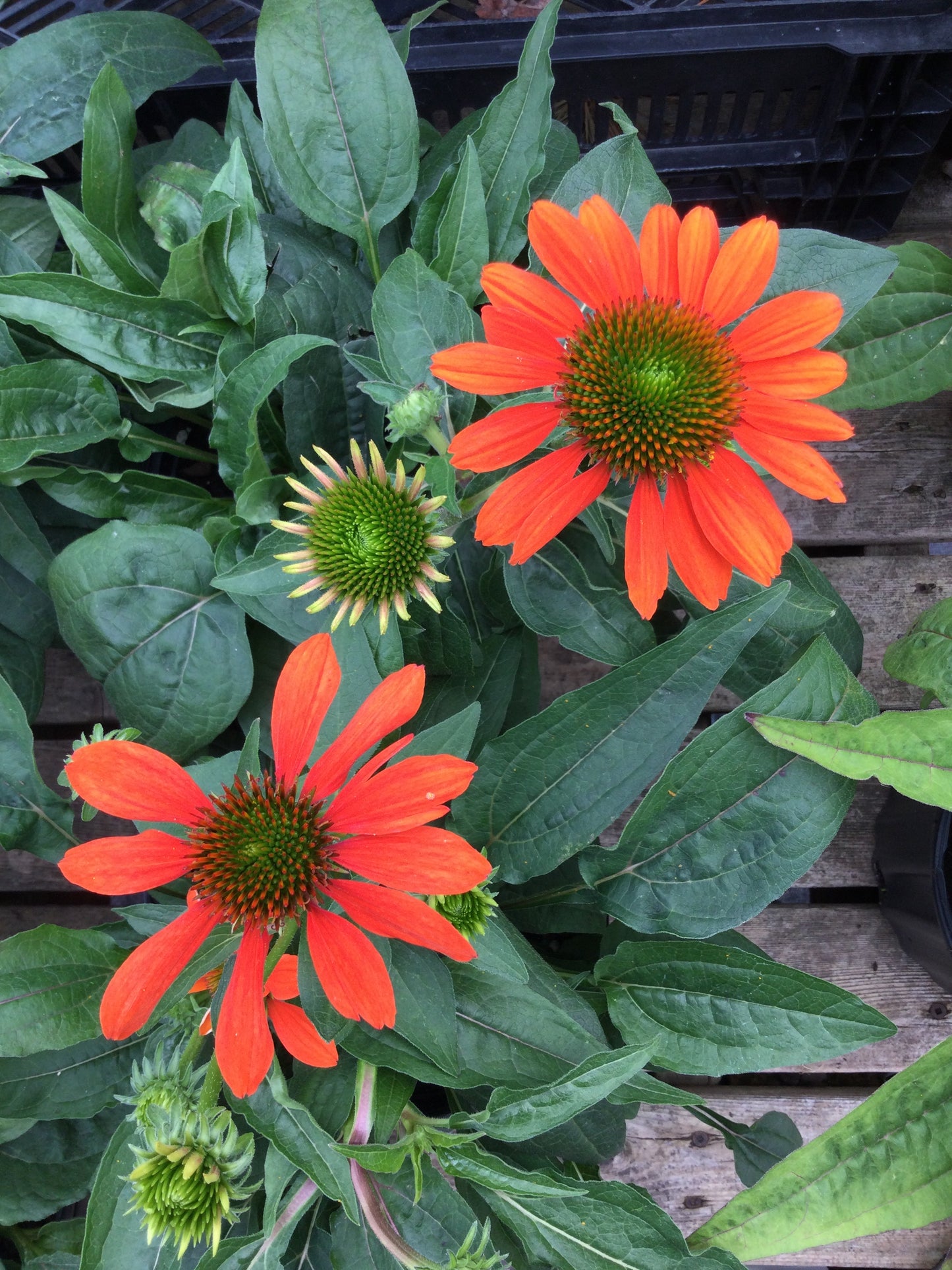 Echinacea Sombrero Adobe Orange 1g