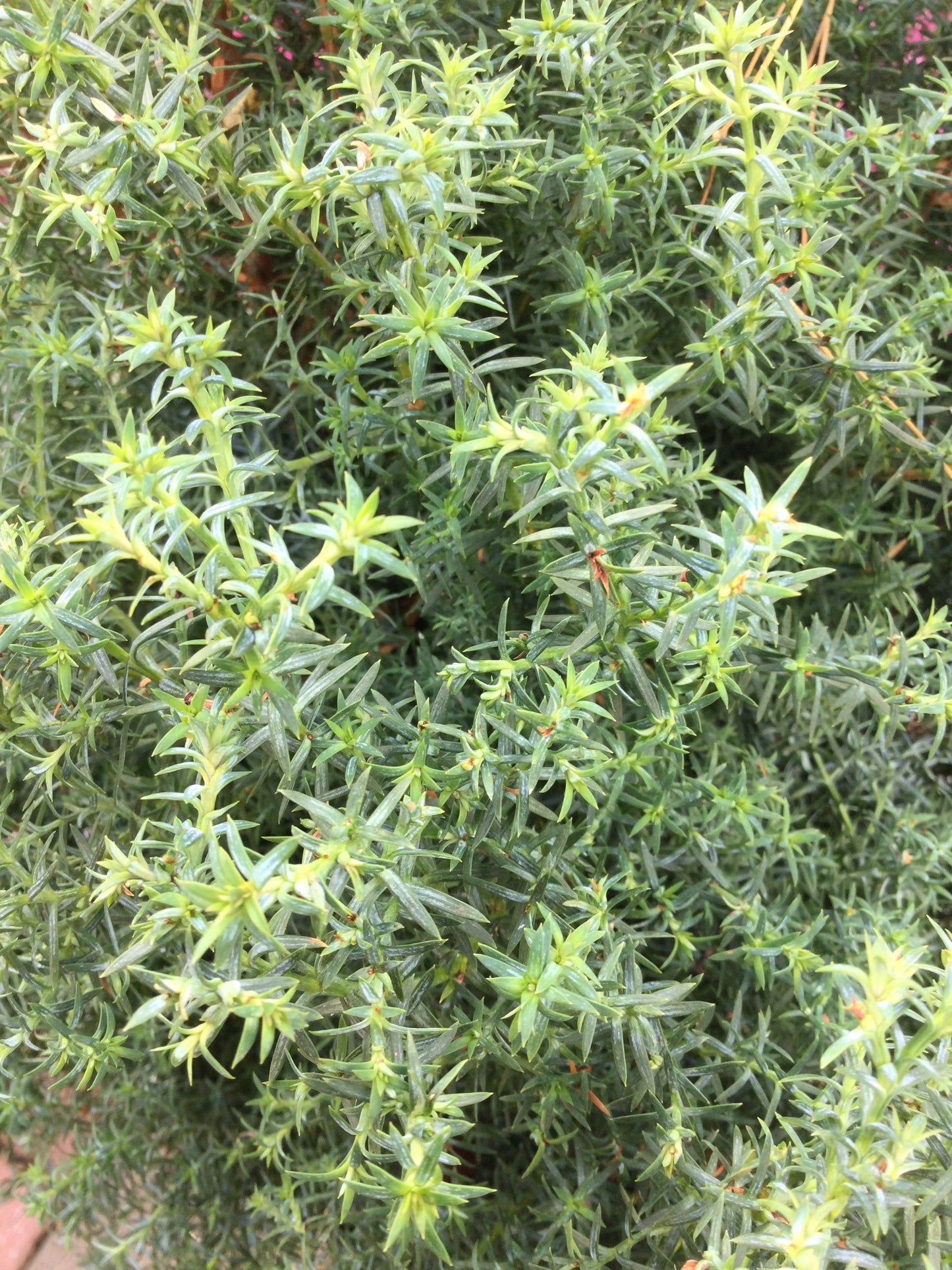 CHAMAECYPARIS OBTUSA `BLUE FEATHERS 2g