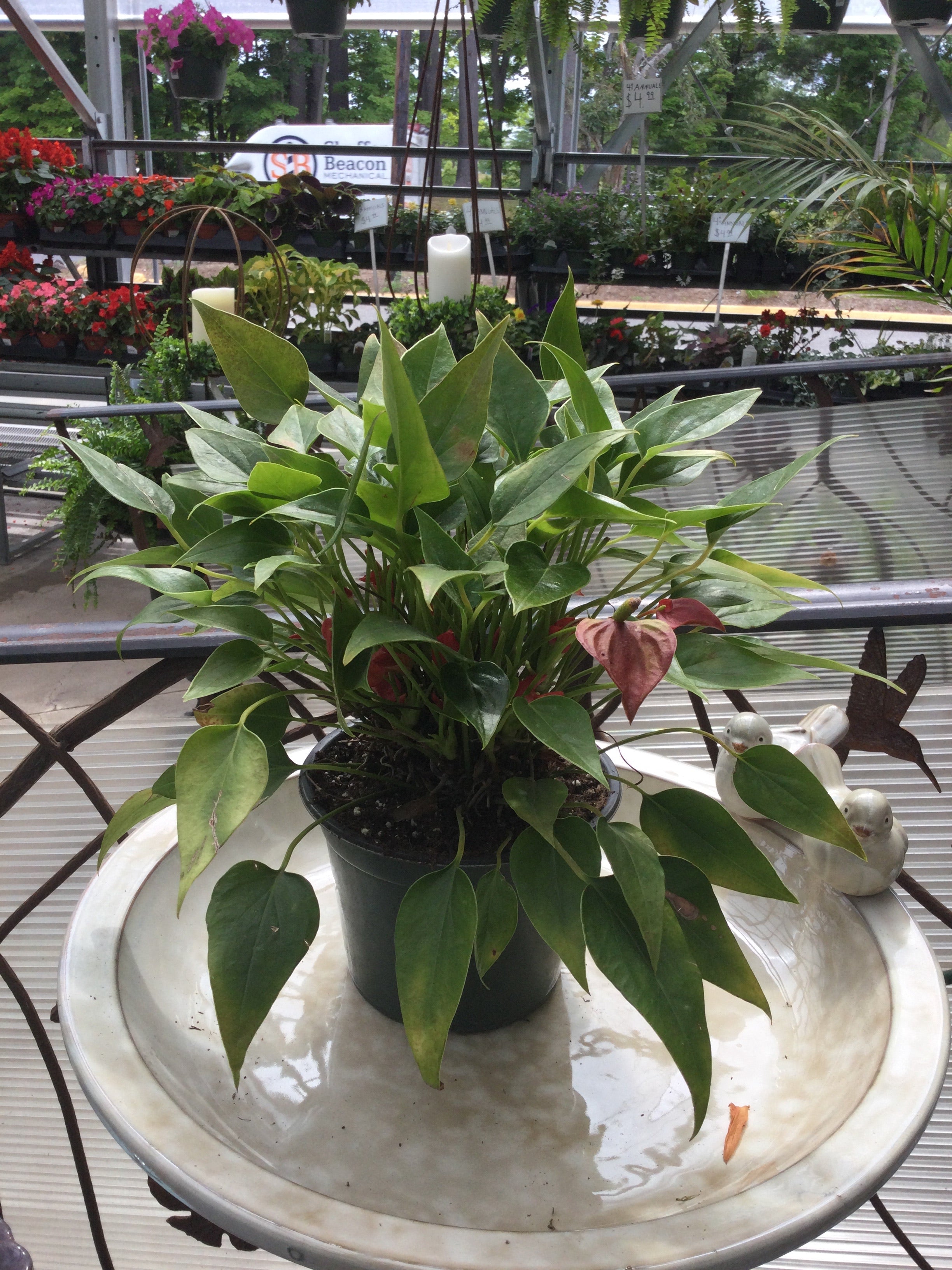 6+ Anthurium Plant Meaning 6' Anthurium – Bosco's Garden Center