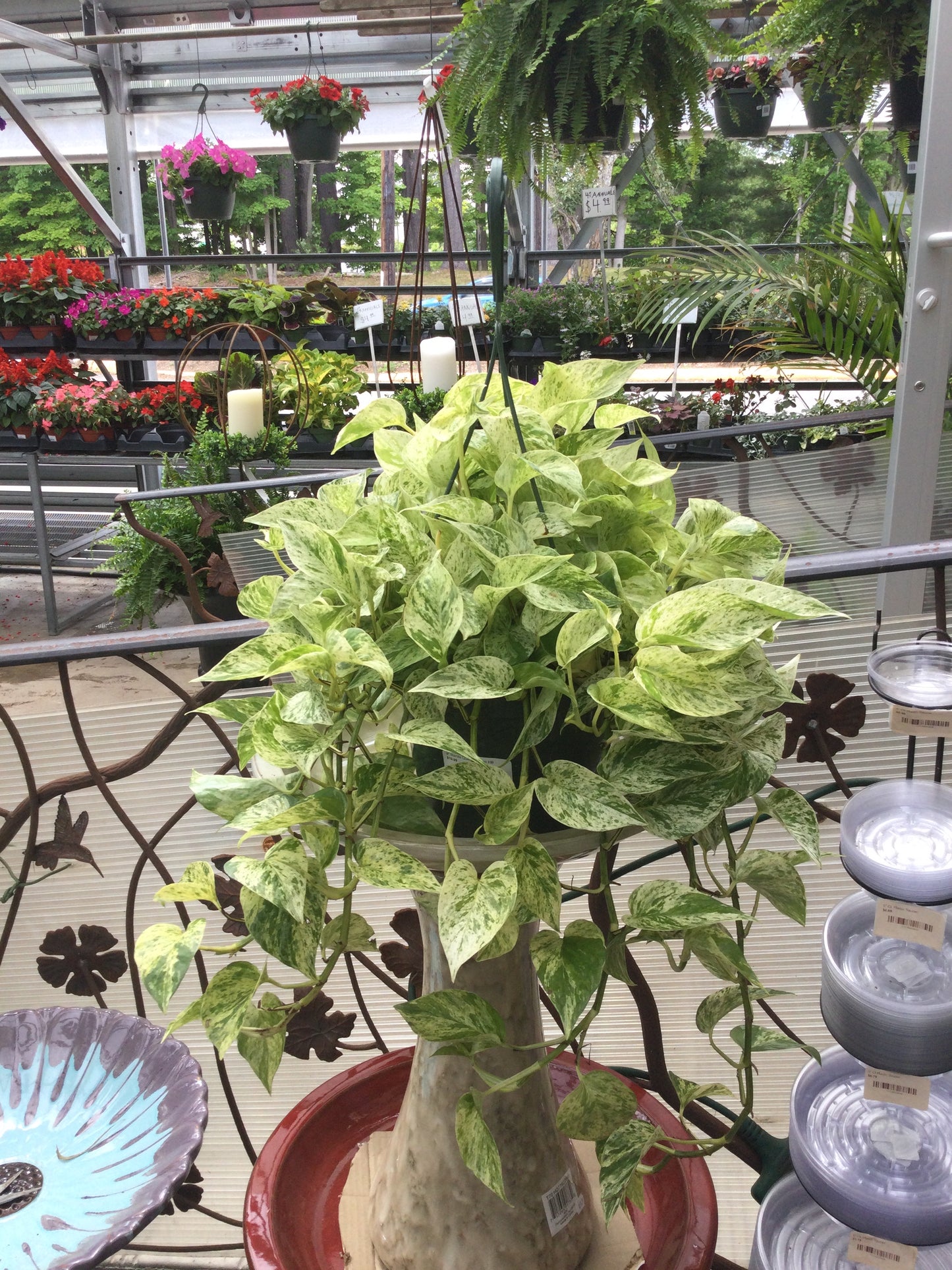 8' Marble Queen Pothos HB