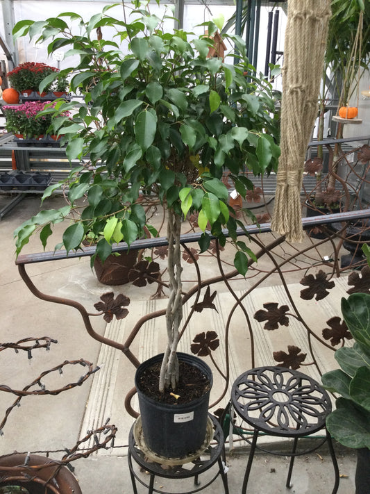 10' Ficus braid