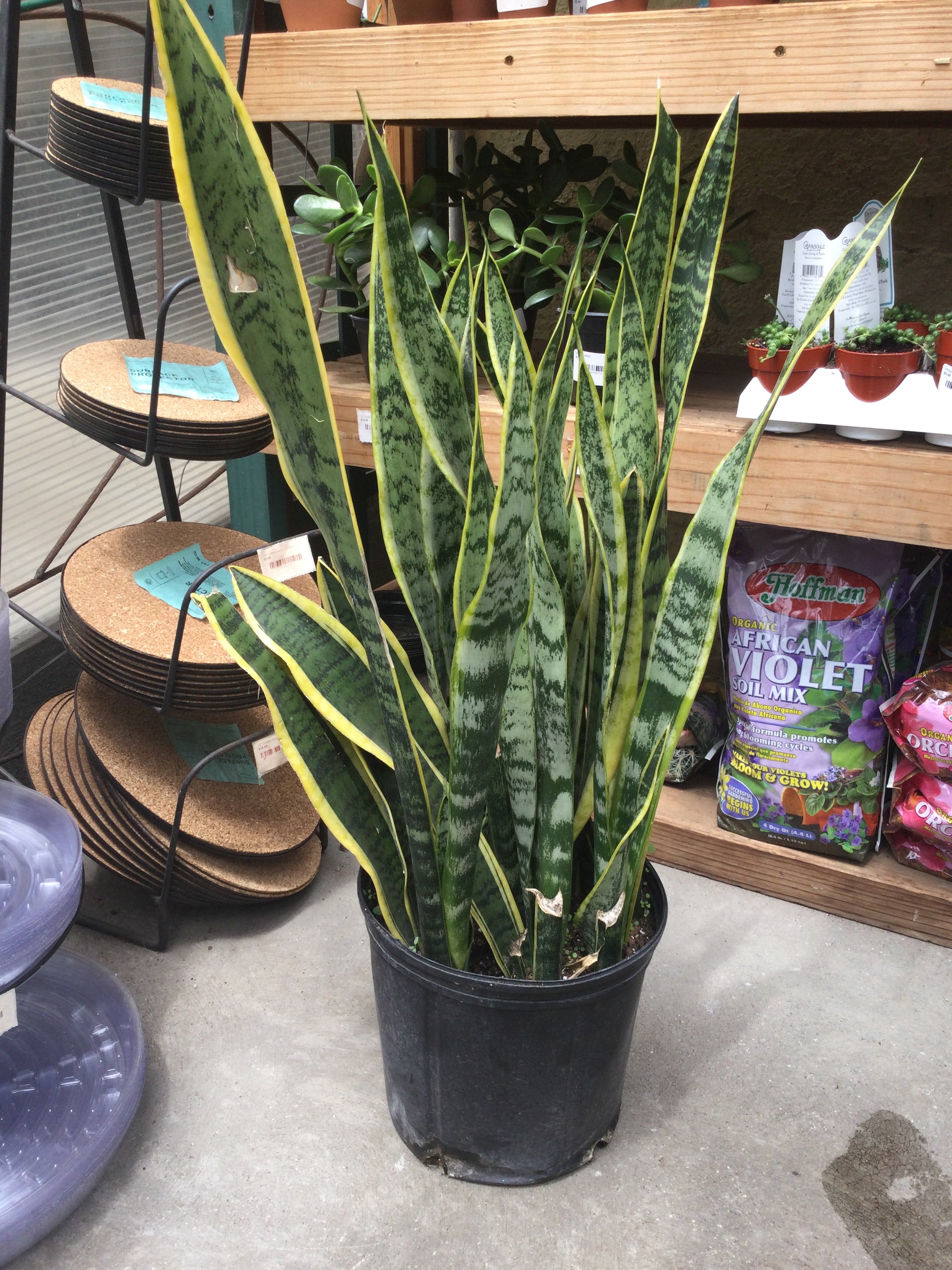 4 foot snake plant 10' snake plant – Bosco's Garden Center