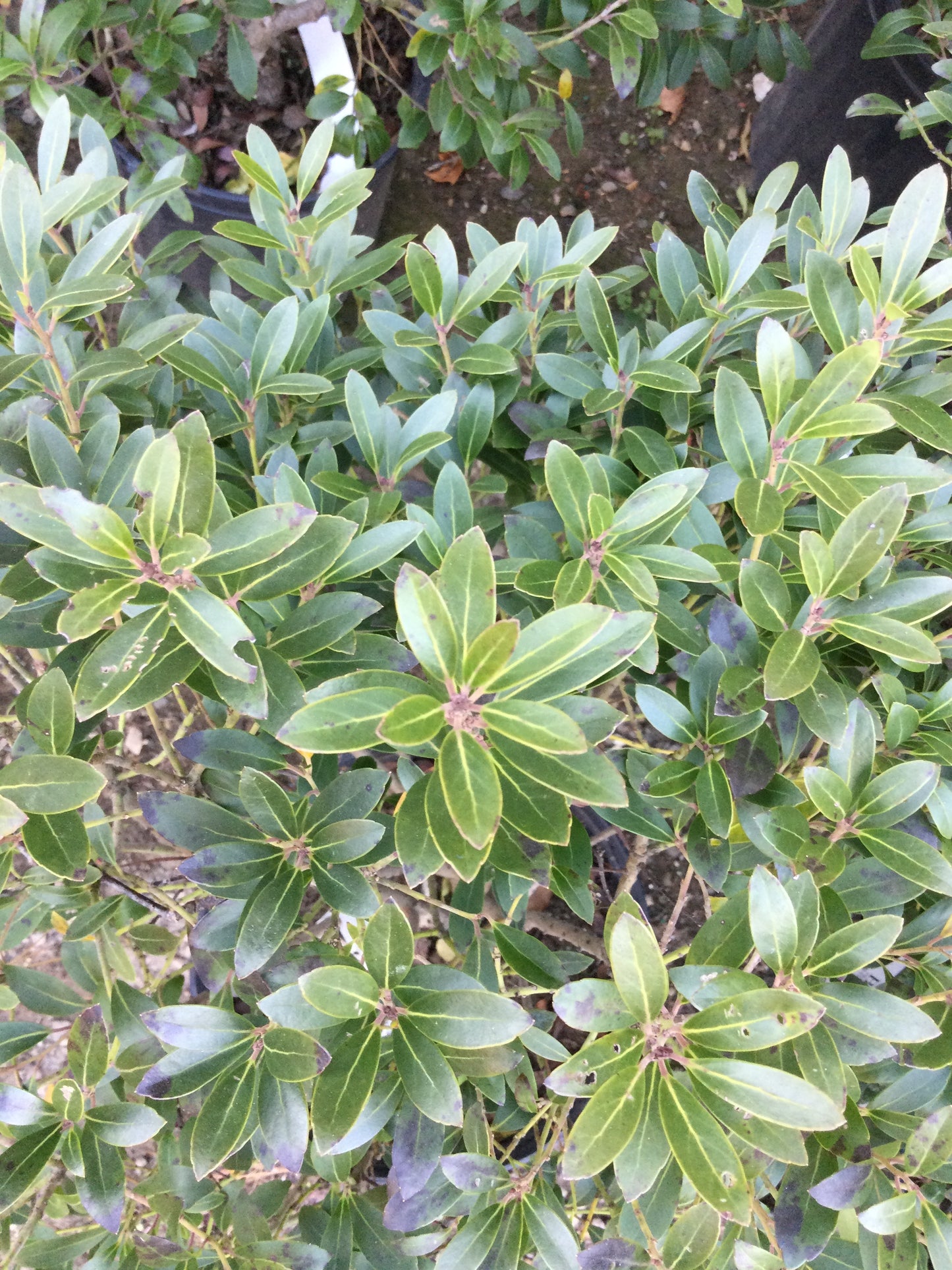 Ilex glabra Strongbox 3g