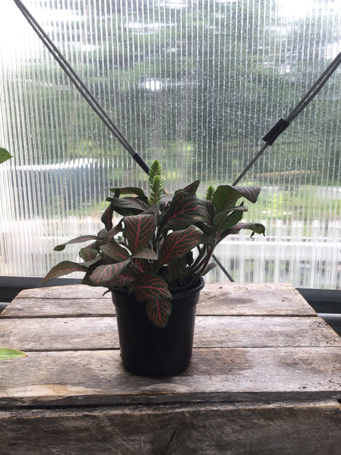 Red Fittonia 4'
