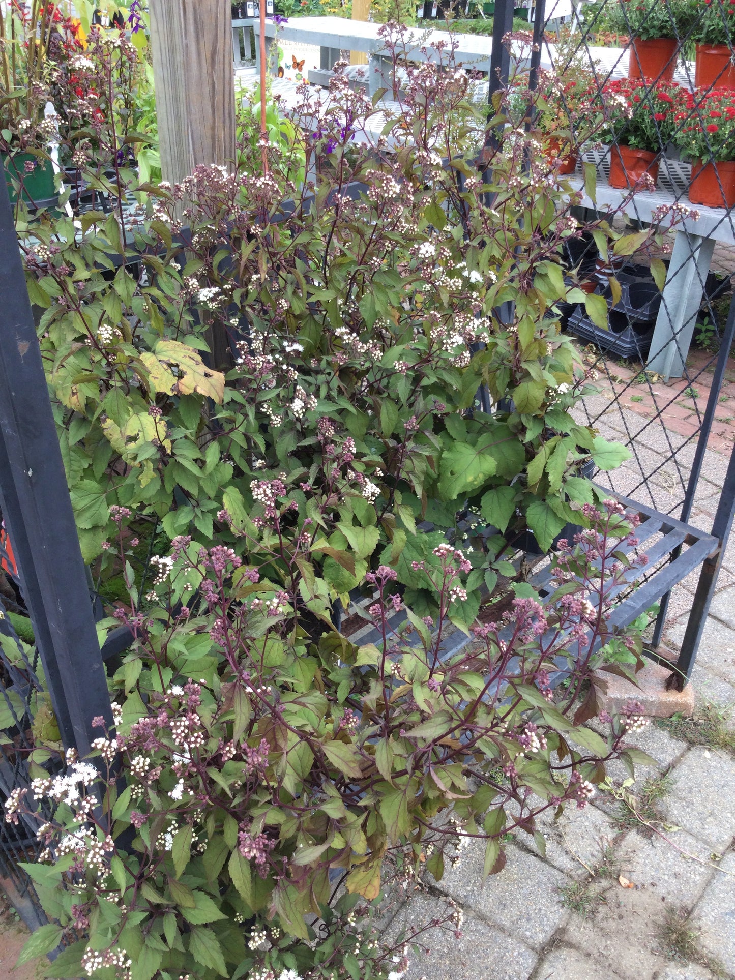 Eupatorium Chocolate 1g