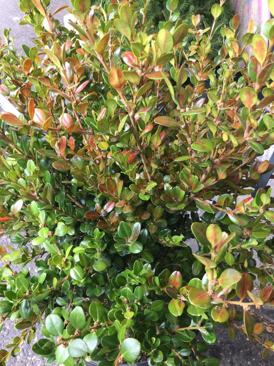 Buxus microphylla Winter Gem 3g